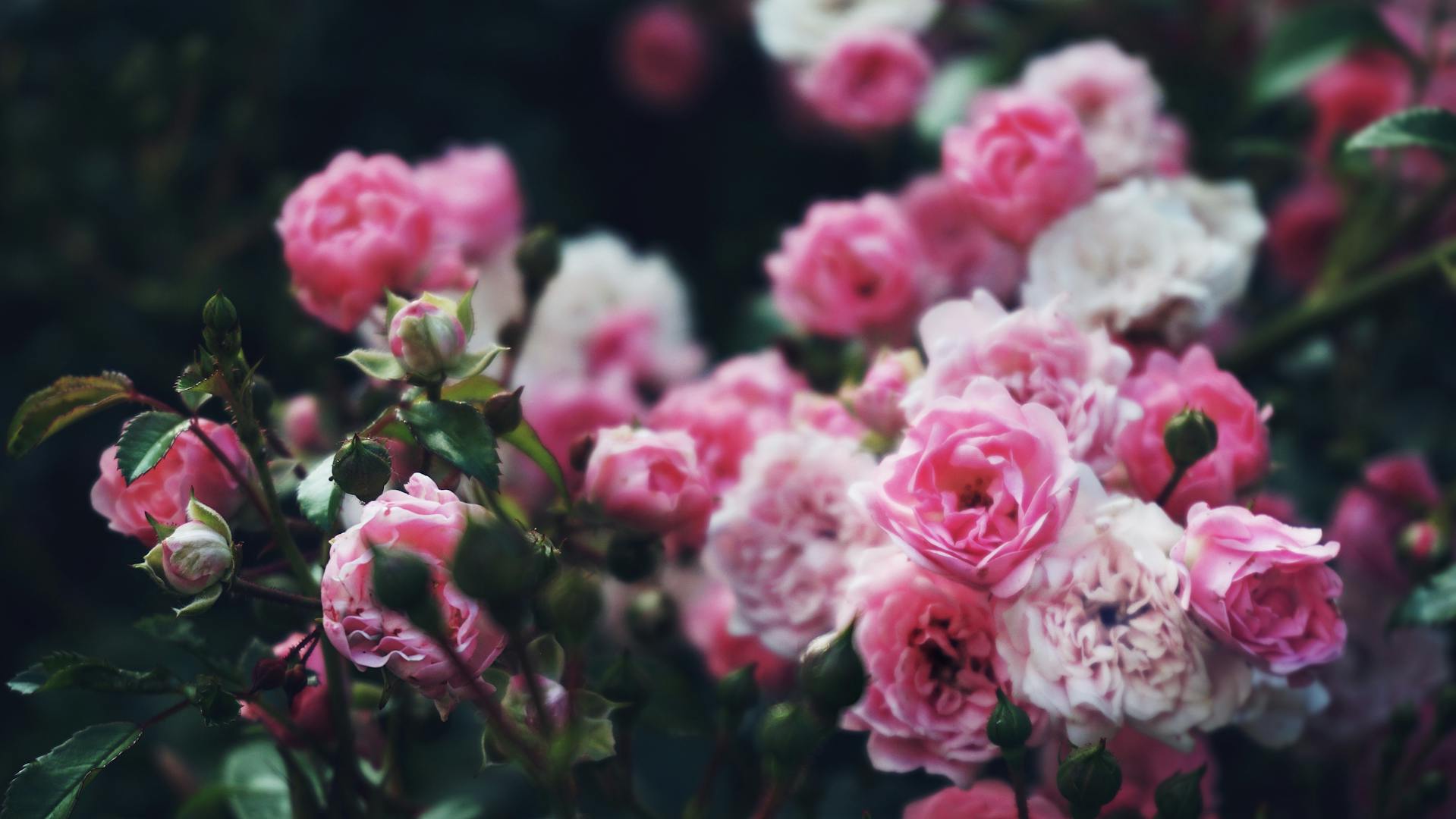 Un gros plan de roses dans un jardin | Source : Pexels