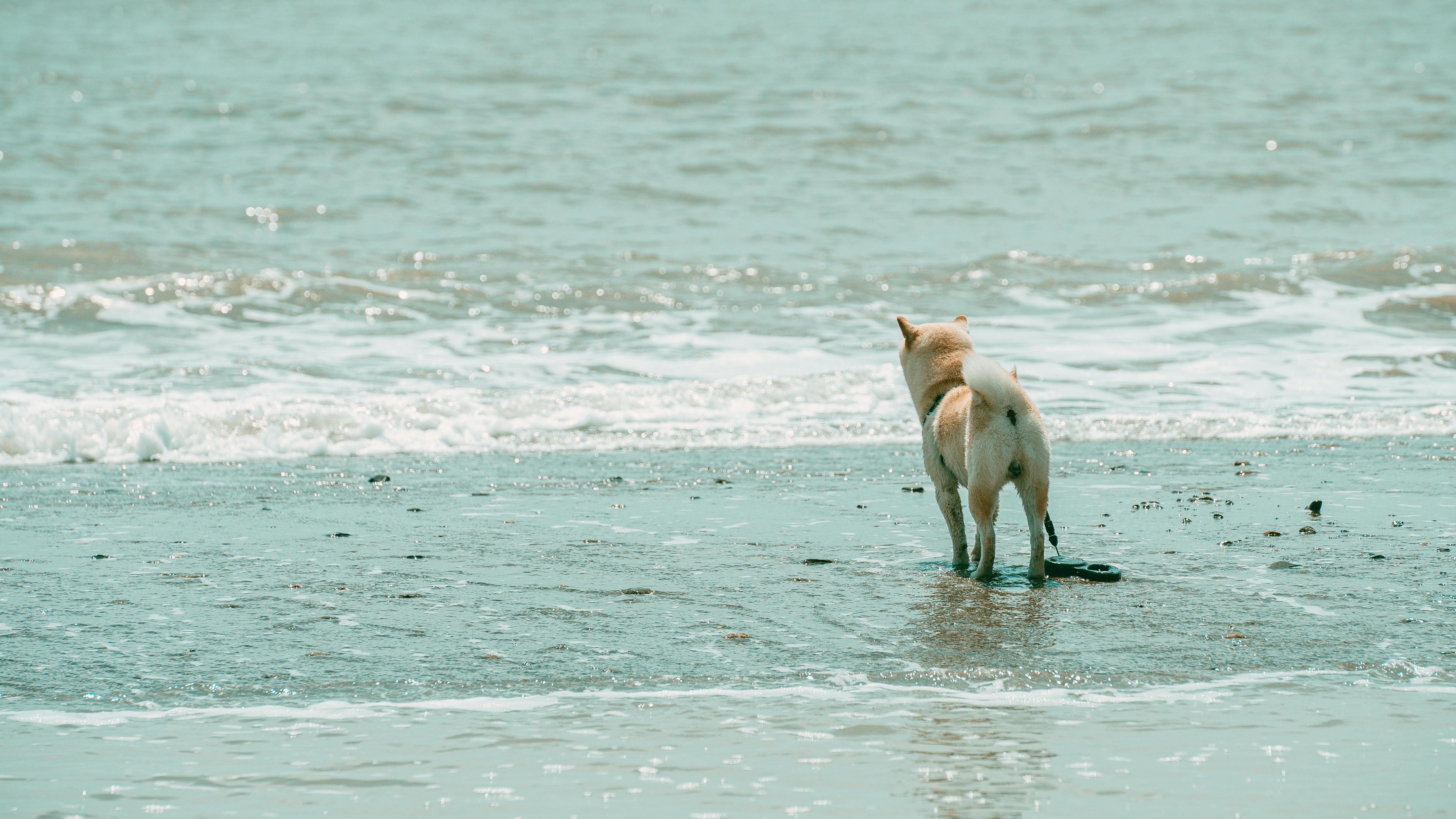 Un chien à la plage | Source : Pexels