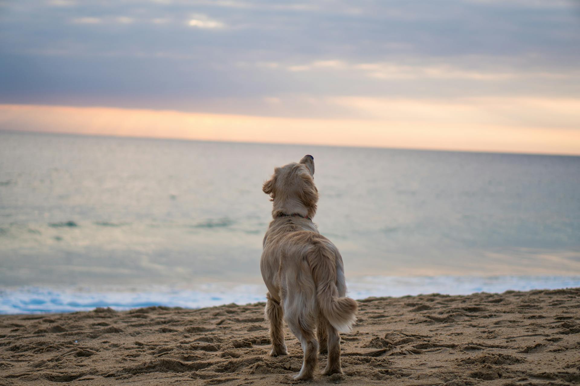 Un chien à la plage | Source : Pexels
