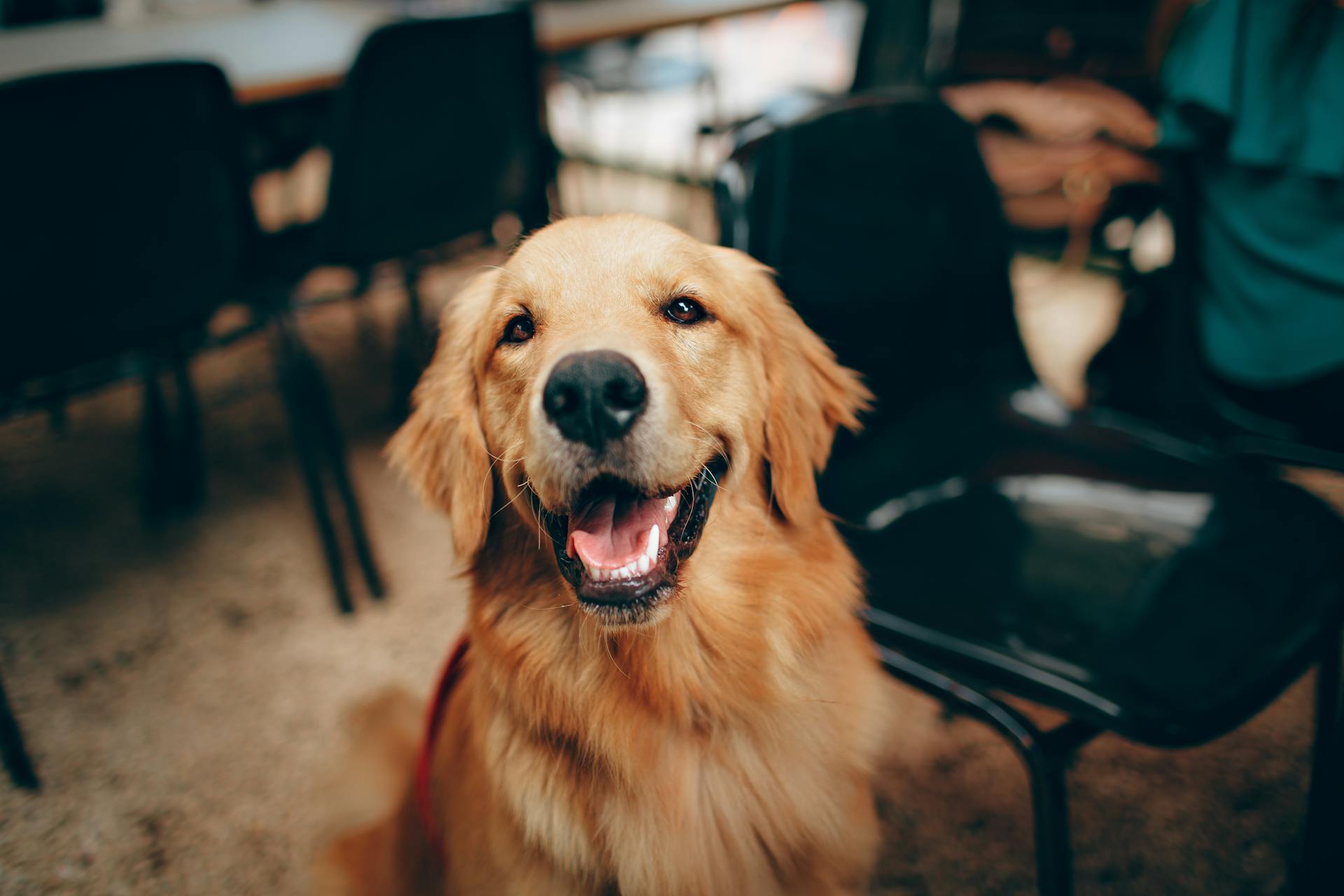 Un chien | Source : Pexels