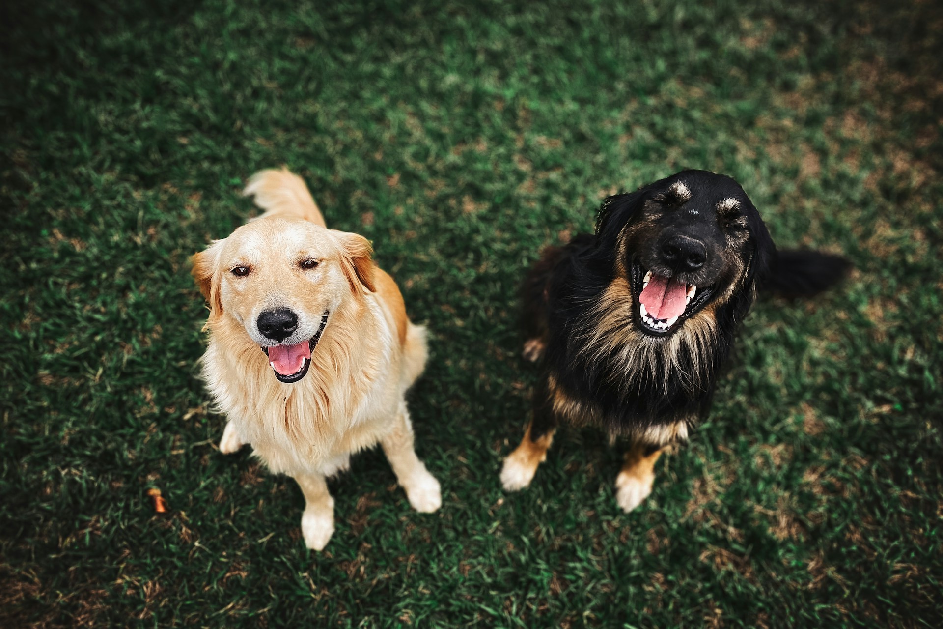 Deux adorables chiens | Source : Unsplash