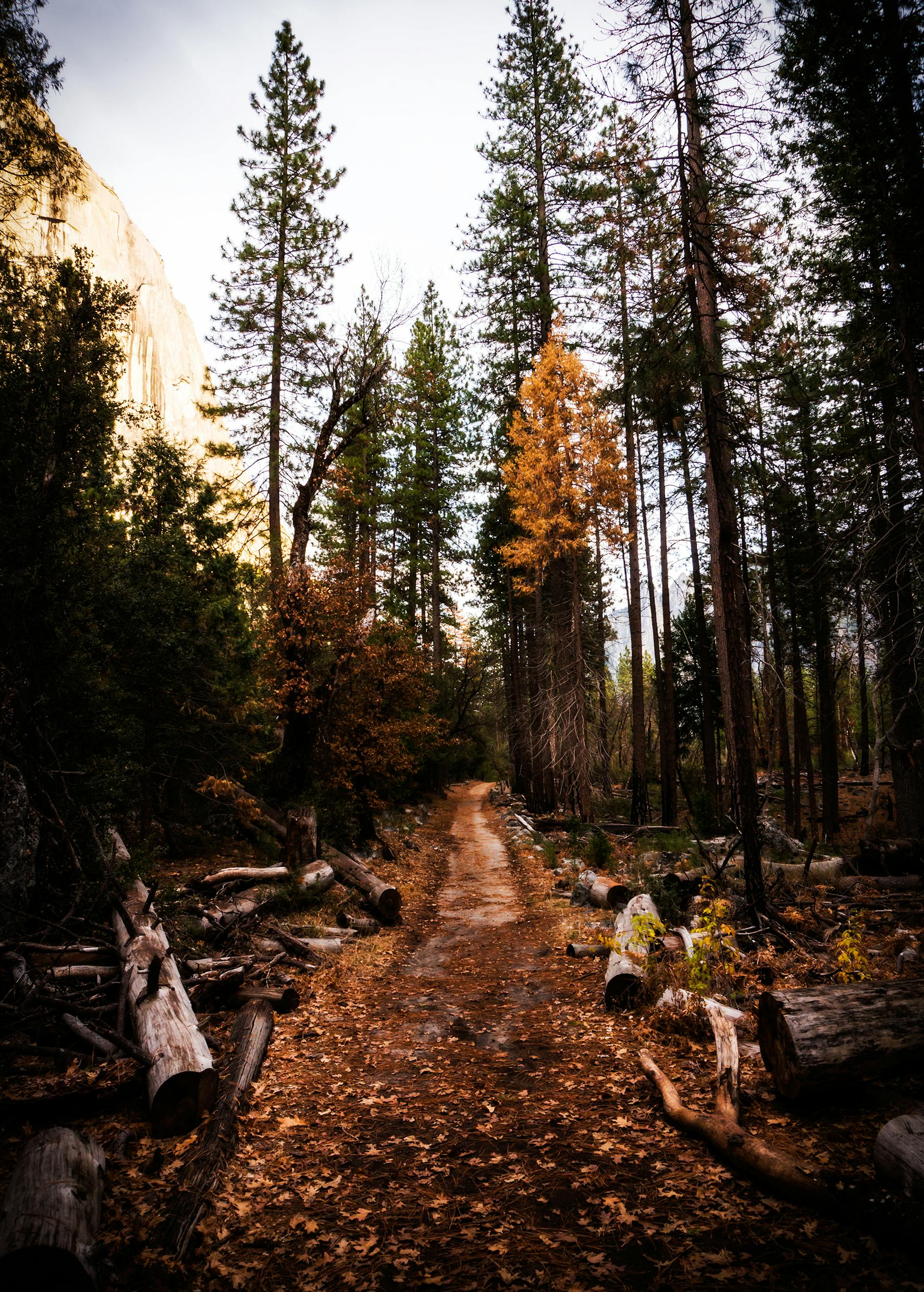 Un sentier de randonnée | Source : Pexels