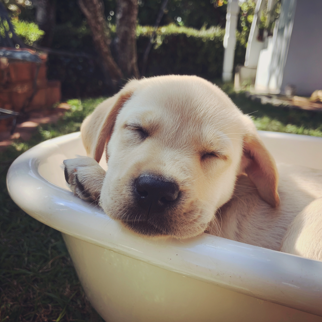Un chiot labrador dormant dans une baignoire | Source : Midjourney