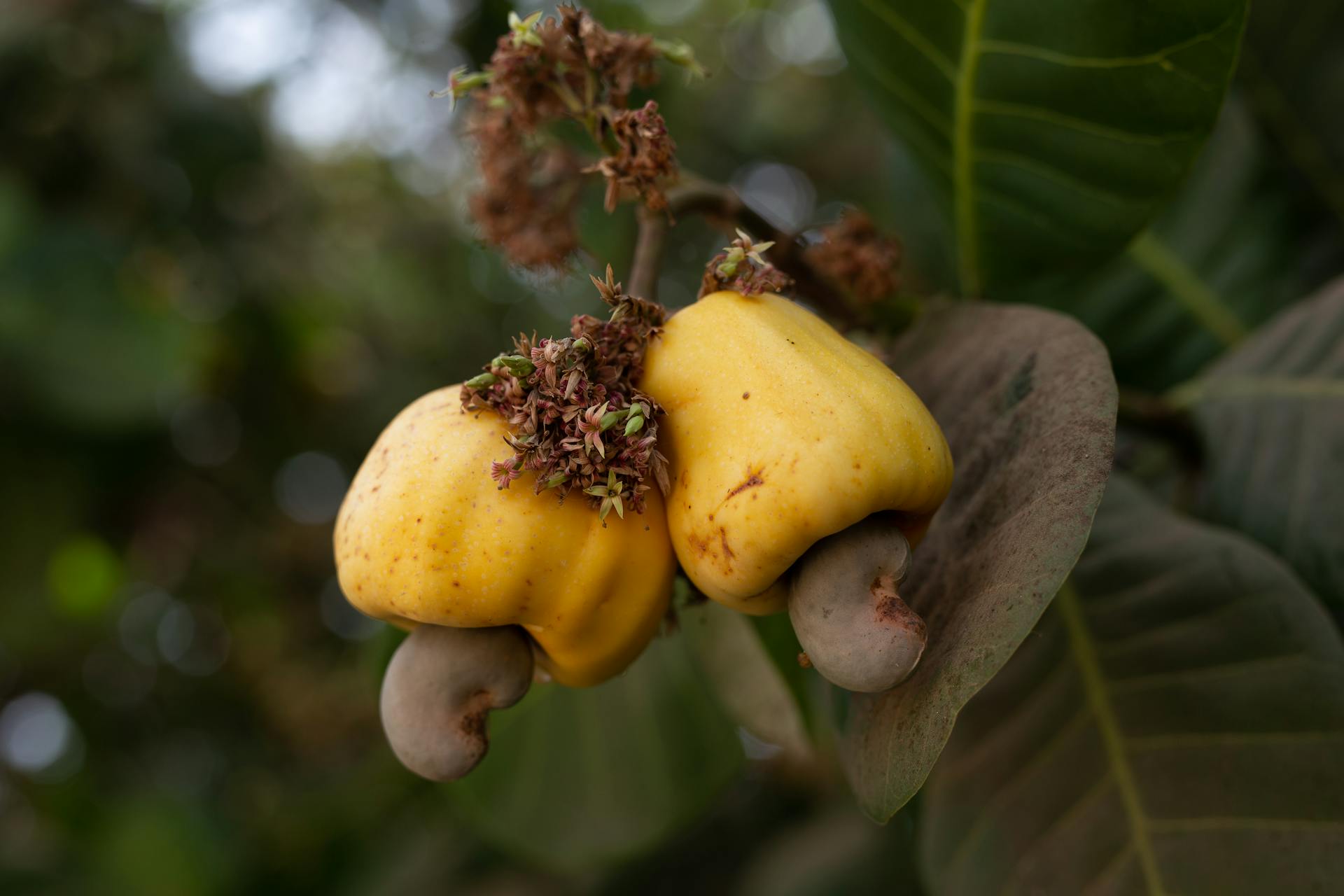 Gros plan sur des noix de cajou poussant sur un arbre | Source : Pexels