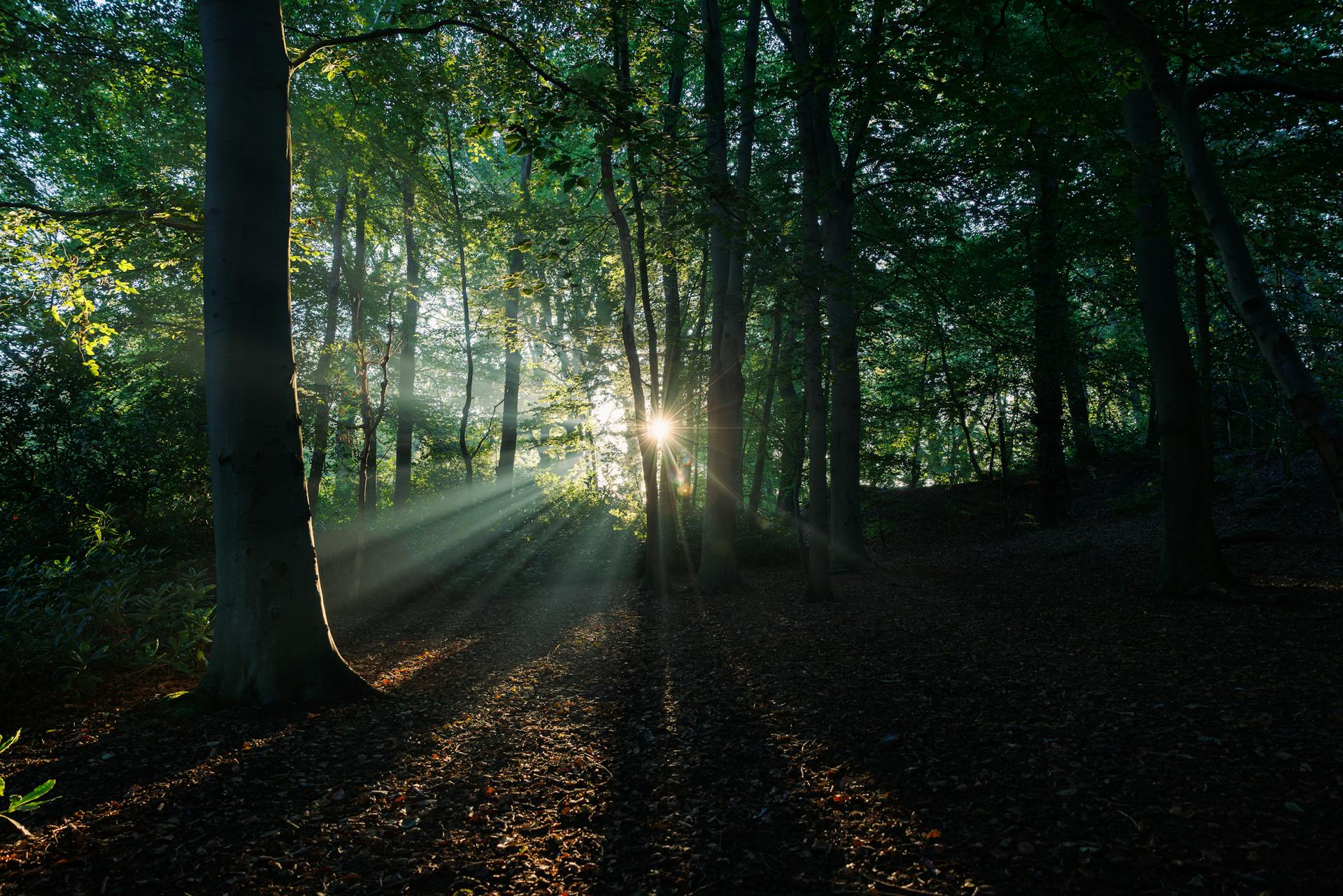 Un chemin entre les arbres | Source : Pexels