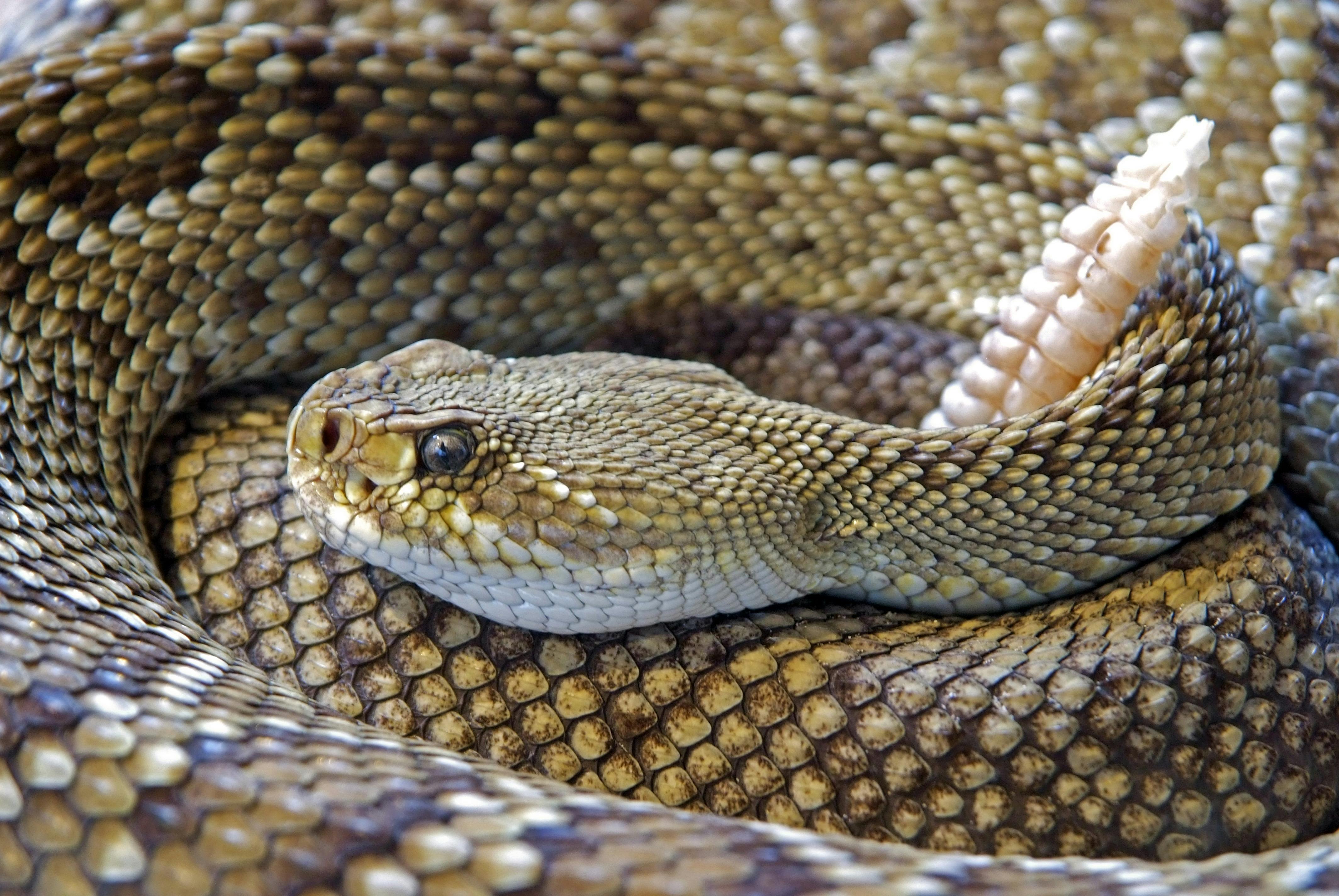 Un serpent enroulé | Source : Pexels