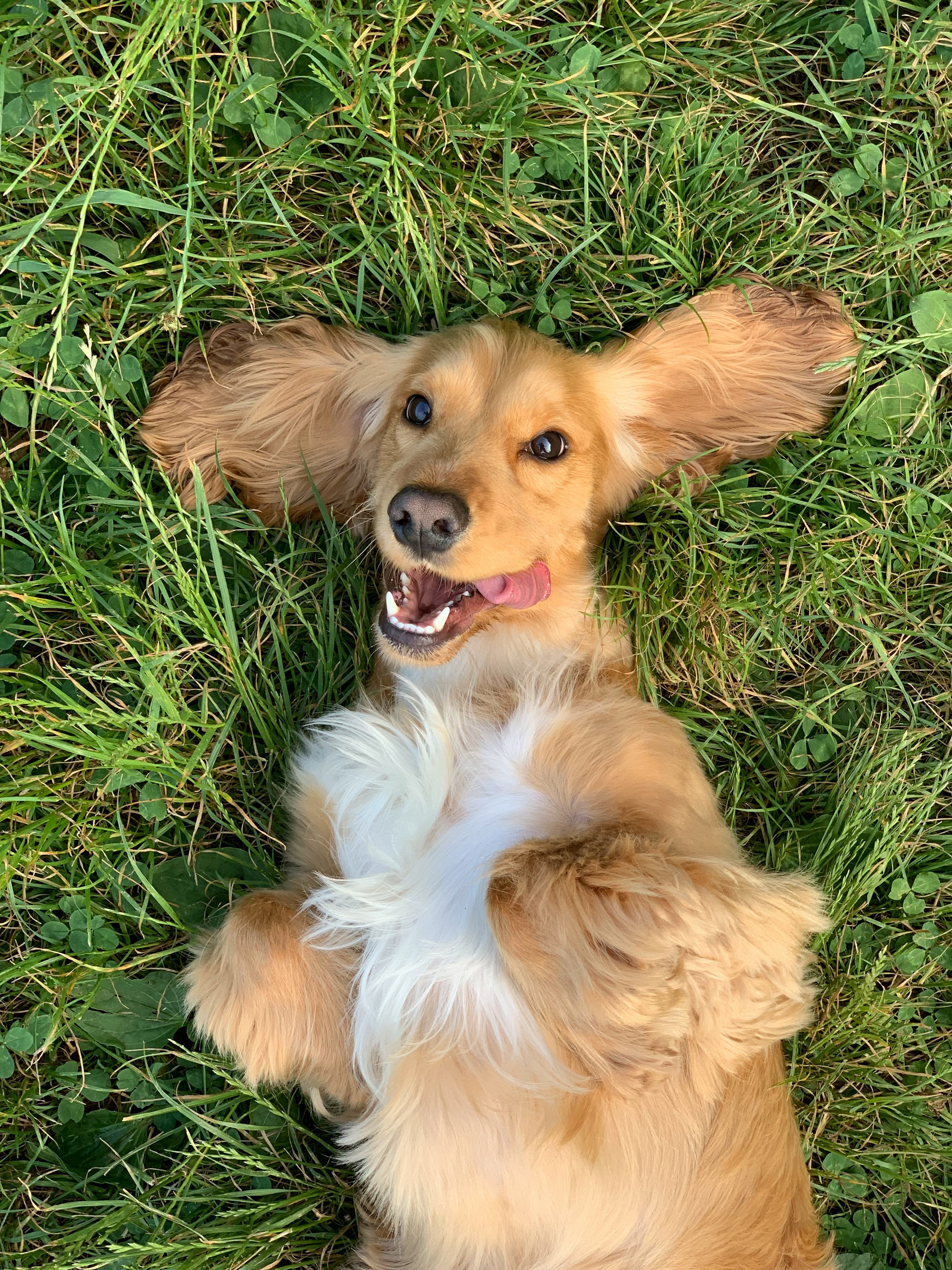 Un chien couché sur l'herbe | Source : Unsplash