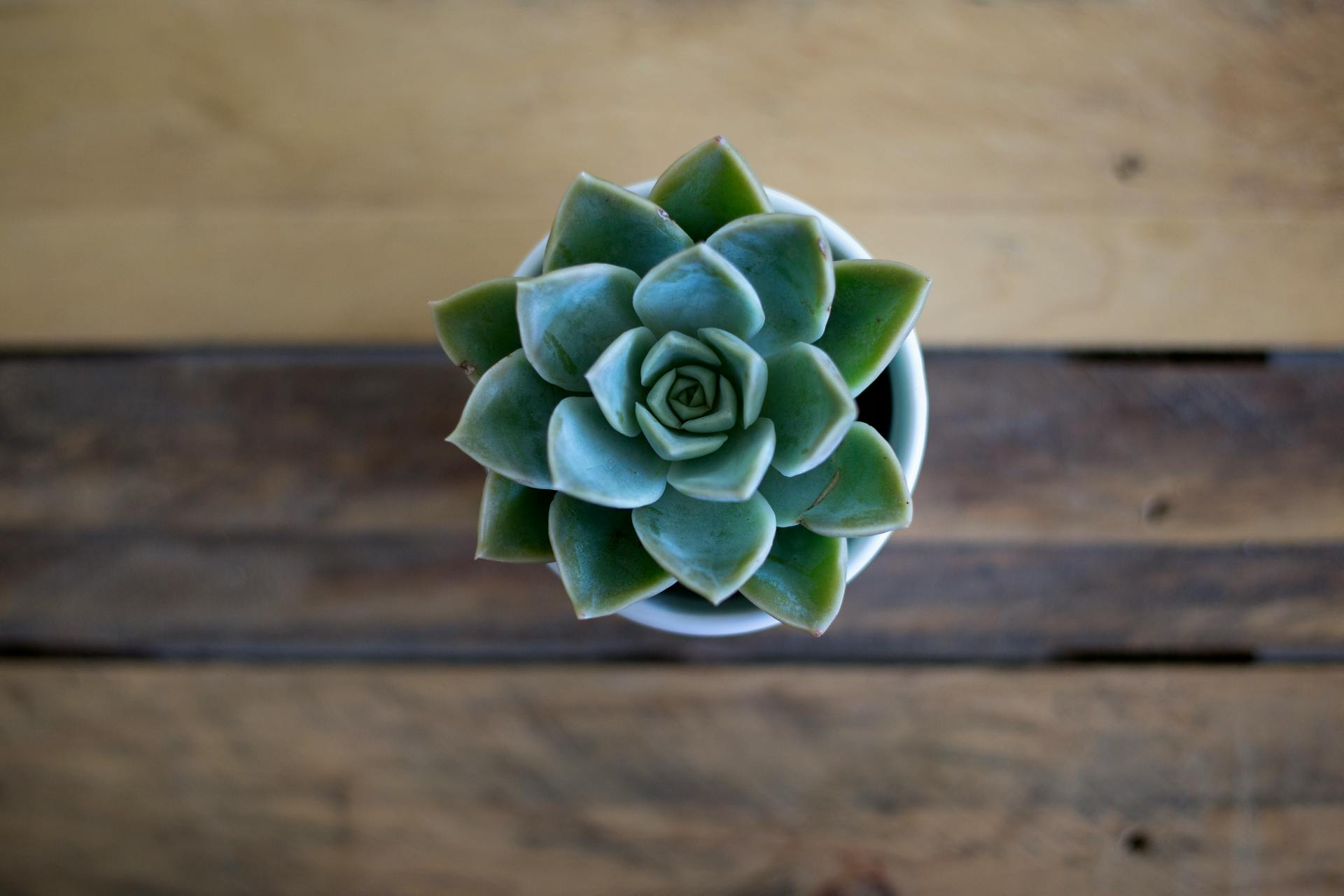Une plante | Source : Pexels
