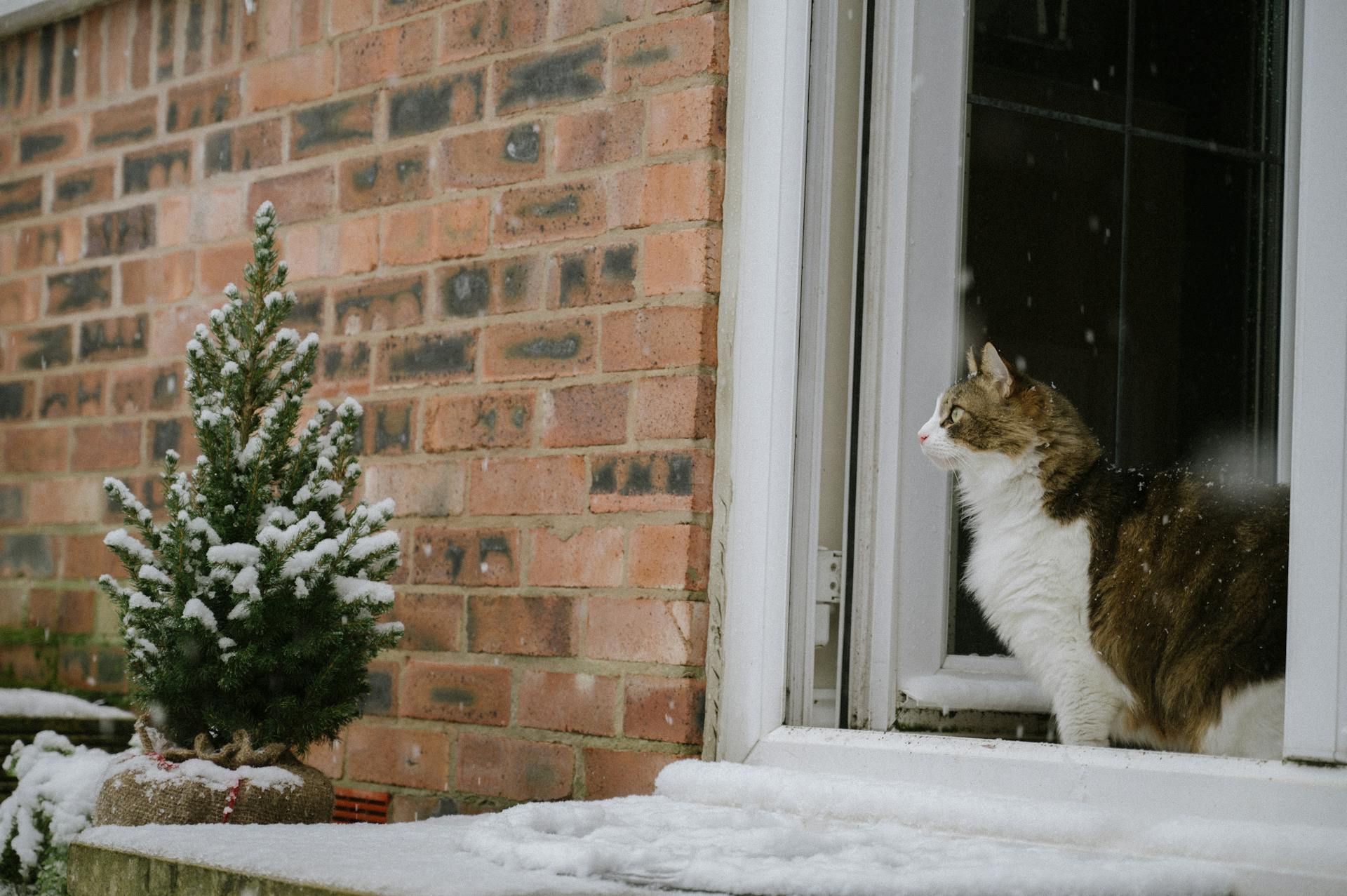 Un chat assis dans la neige devant une fenêtre | Source : Pexels