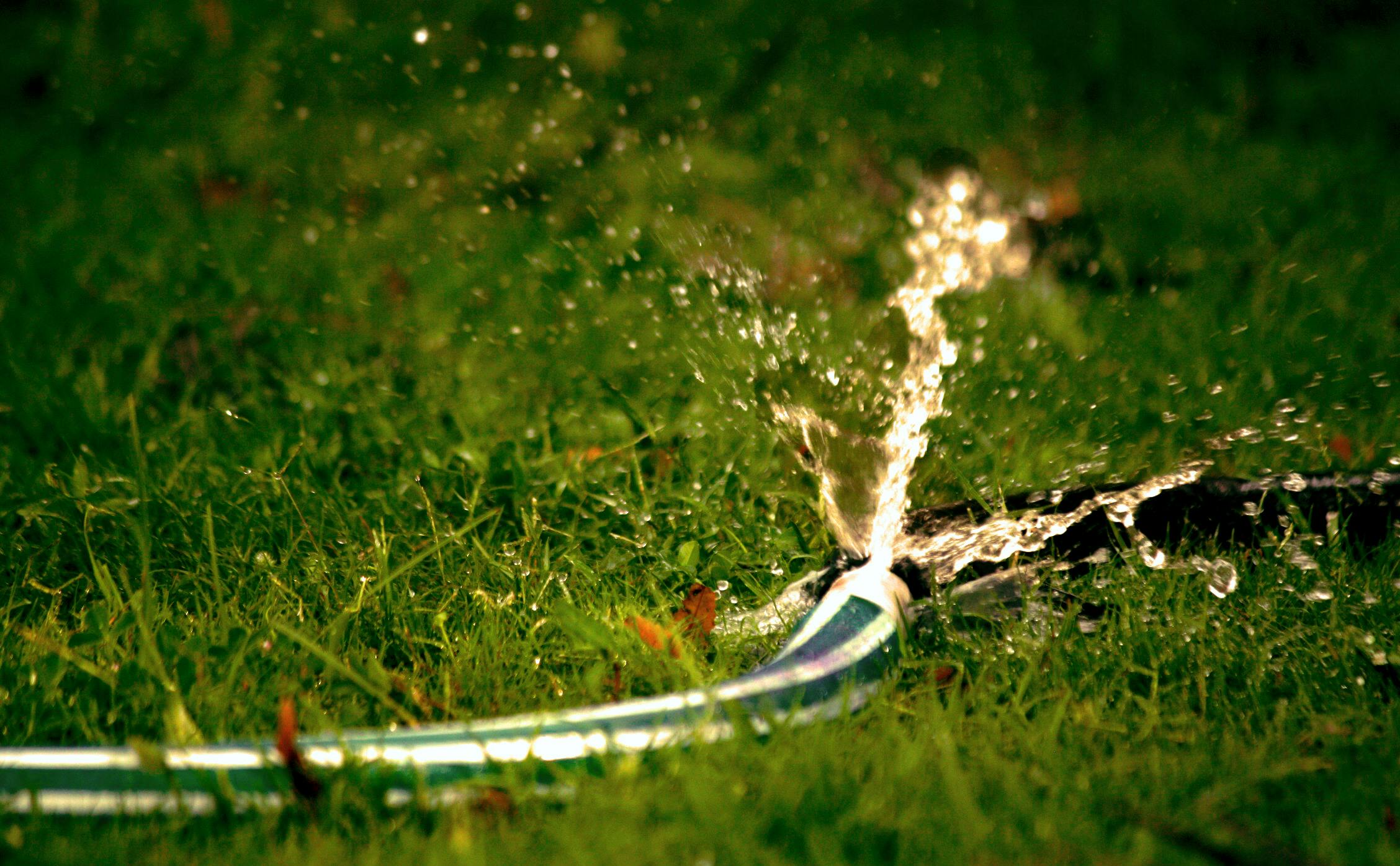 Un tuyau d'arrosage éclaté dans l'herbe | Source : Pexels