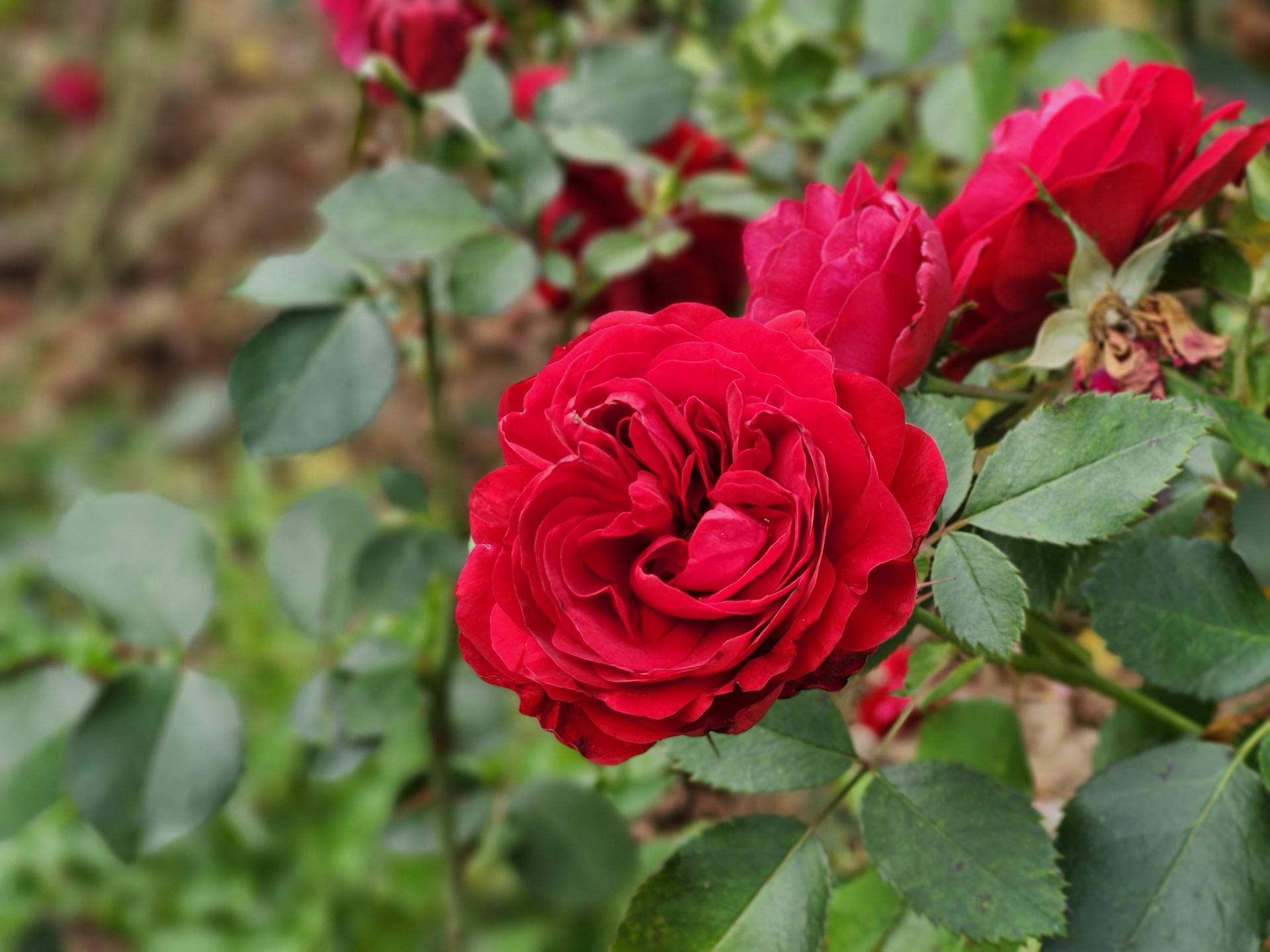Roses rouges éclatantes fleurissant dans un jardin | Source : Pexels