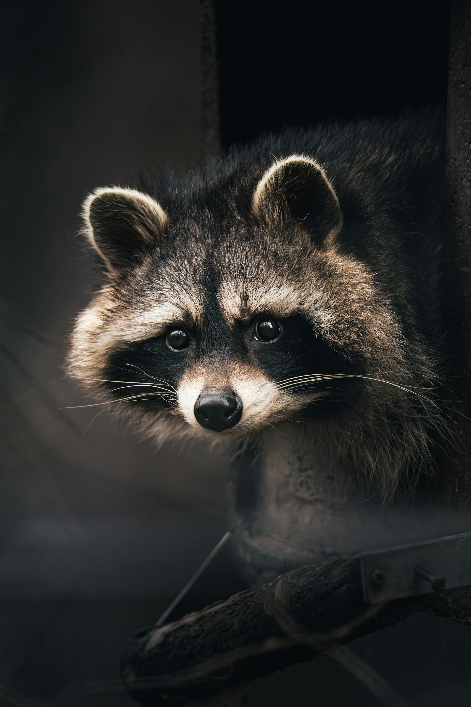 Un gros plan d'un raton laveur | Source : Pexels