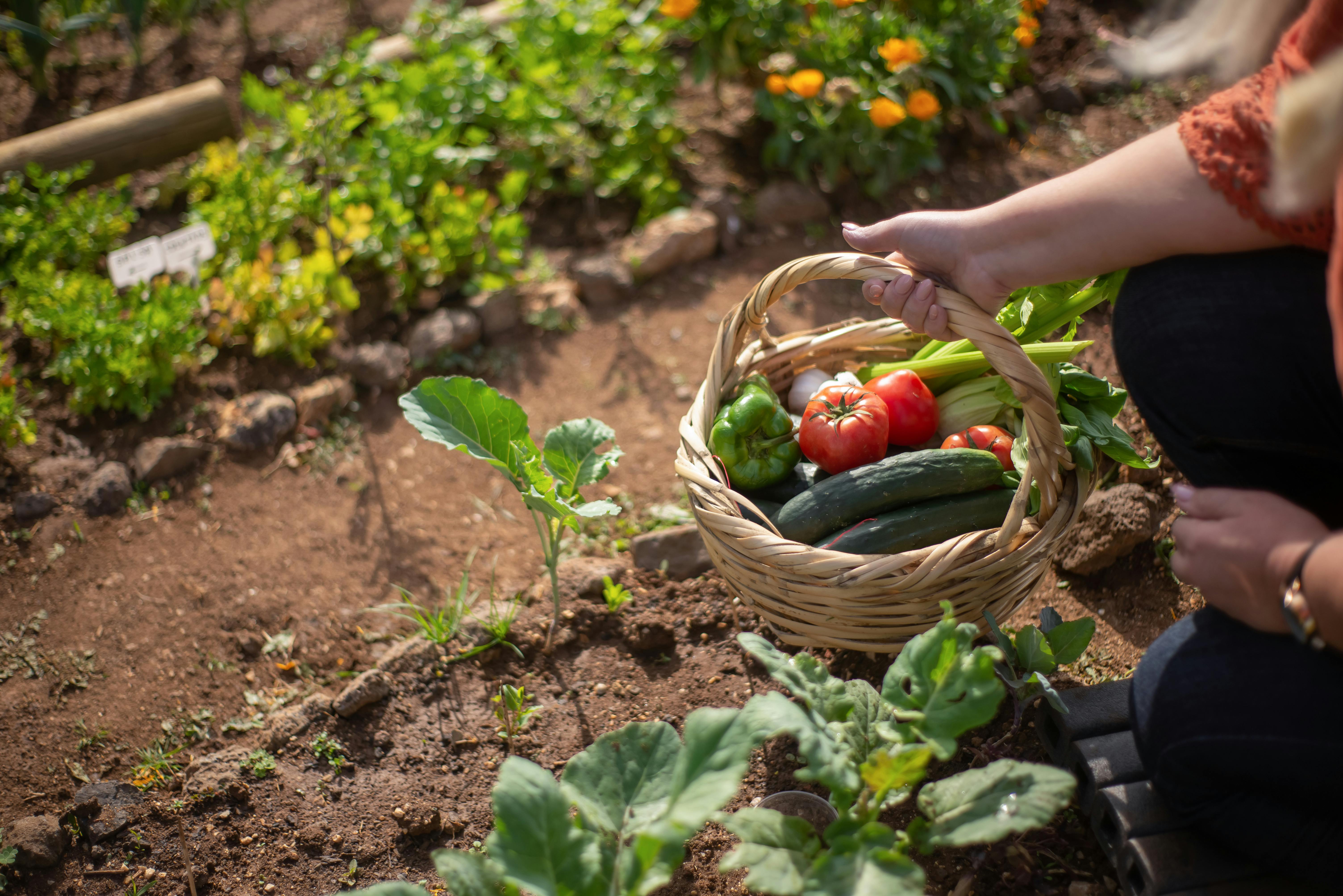 Une femme tenant un panier dans un jardin potager | Source : Pexels