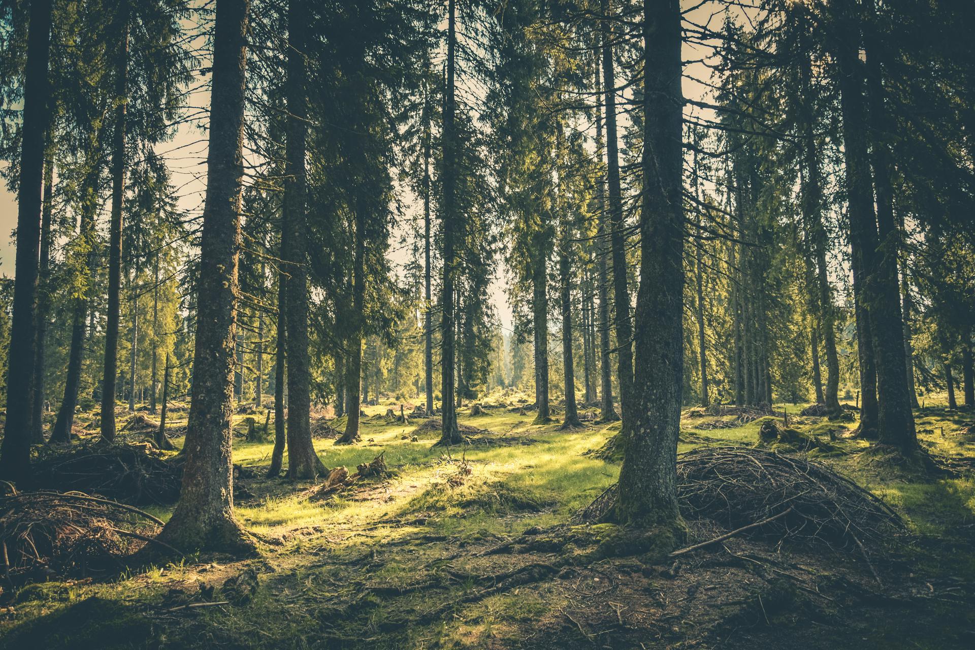 La forêt | Source : Pexels