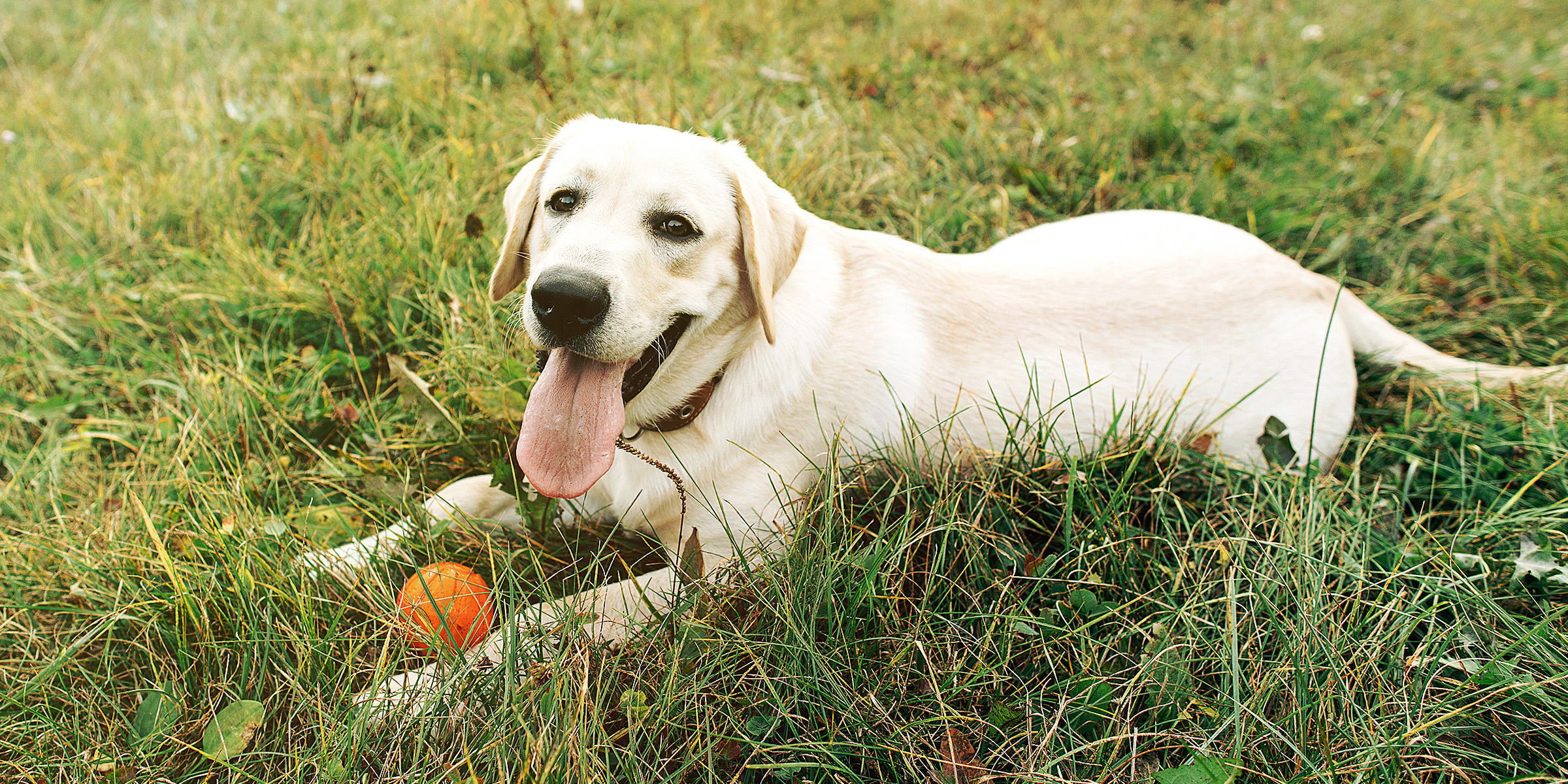 Un chien couché sur l'herbe avec une balle orange | Source : Freepik