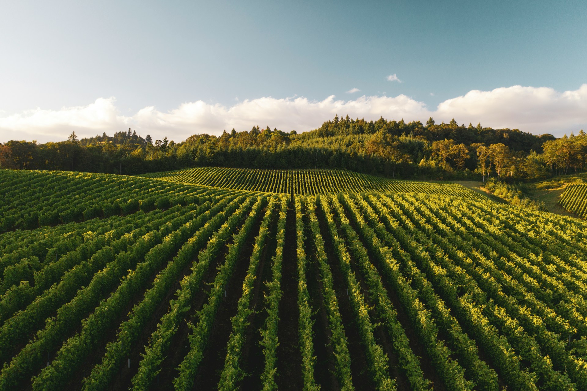 Un vignoble | Source : Unsplash
