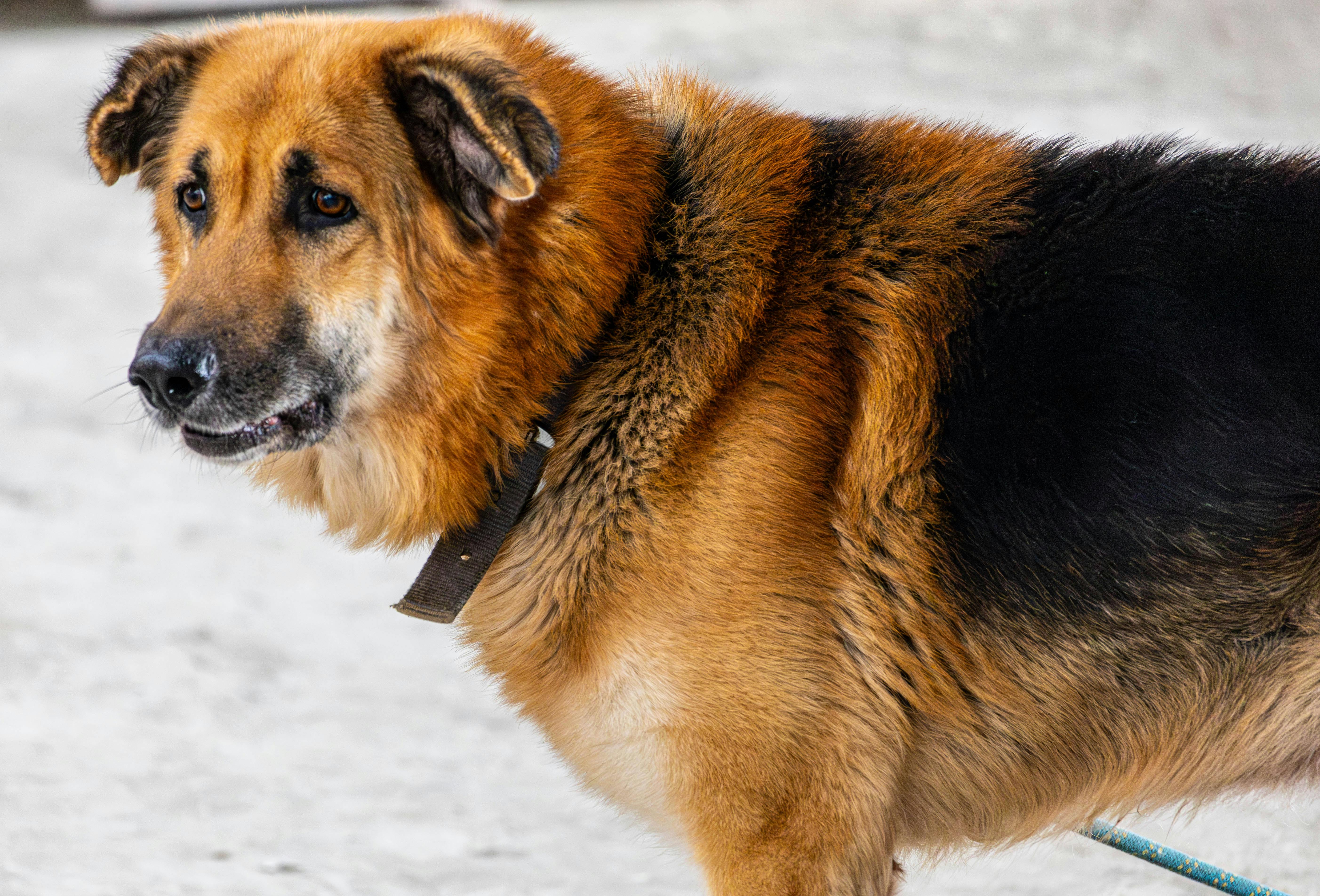 Un chien | Source : Pexels
