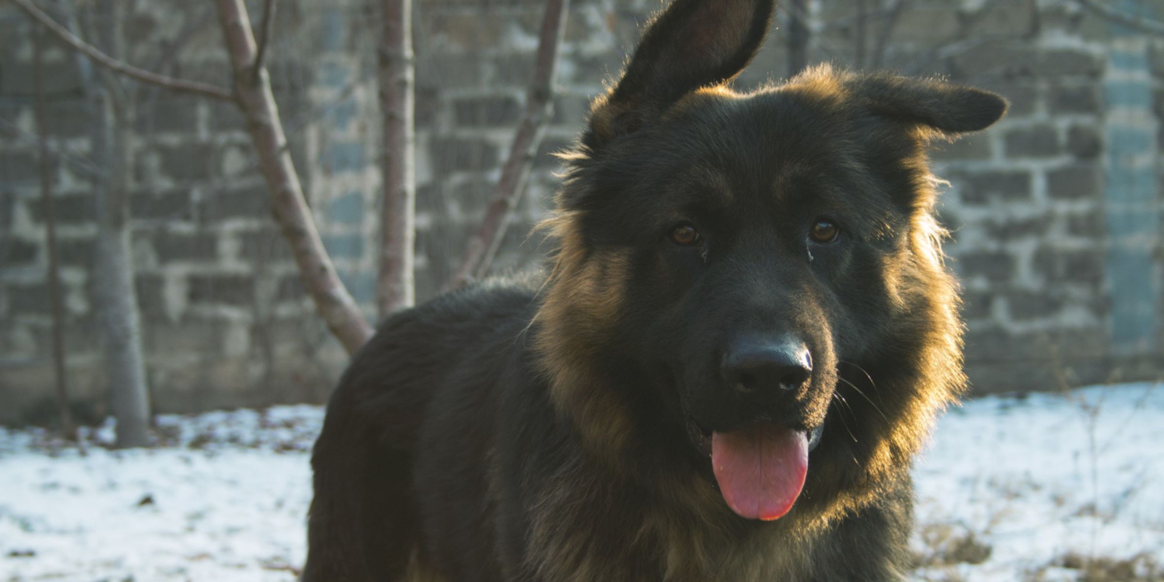 Un berger allemand | Source : Freepik