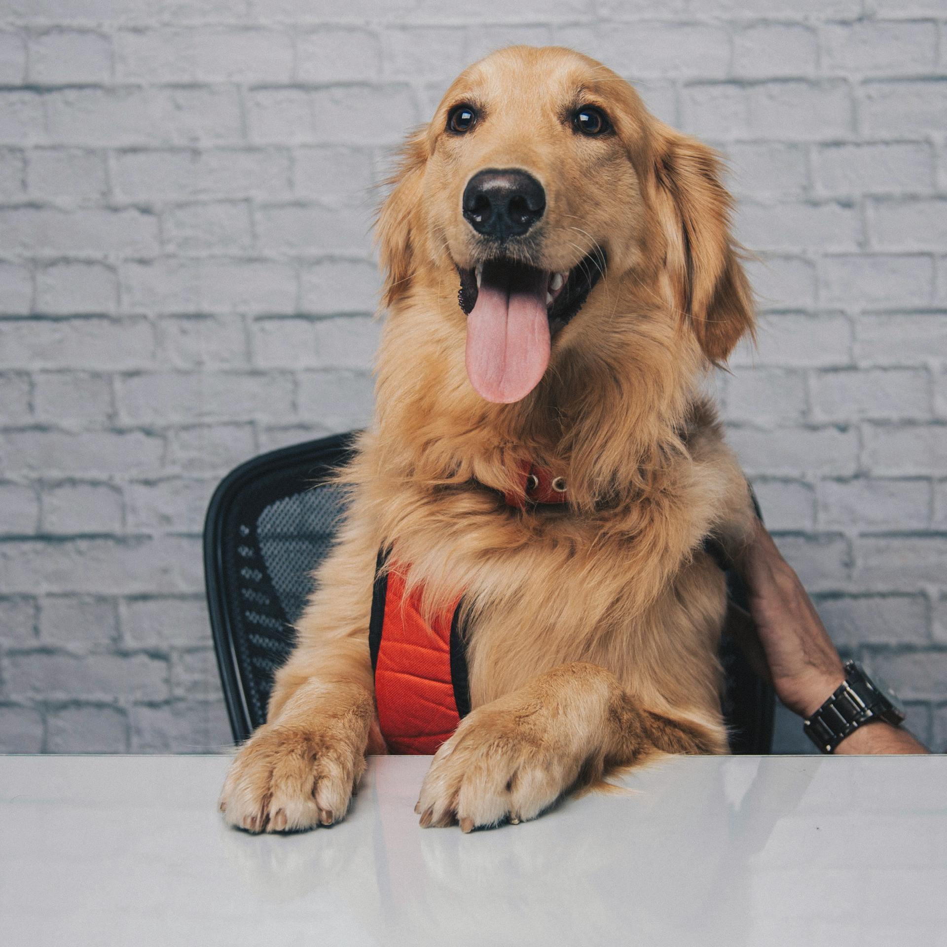 Un chien dans une maison | Source : Pexels