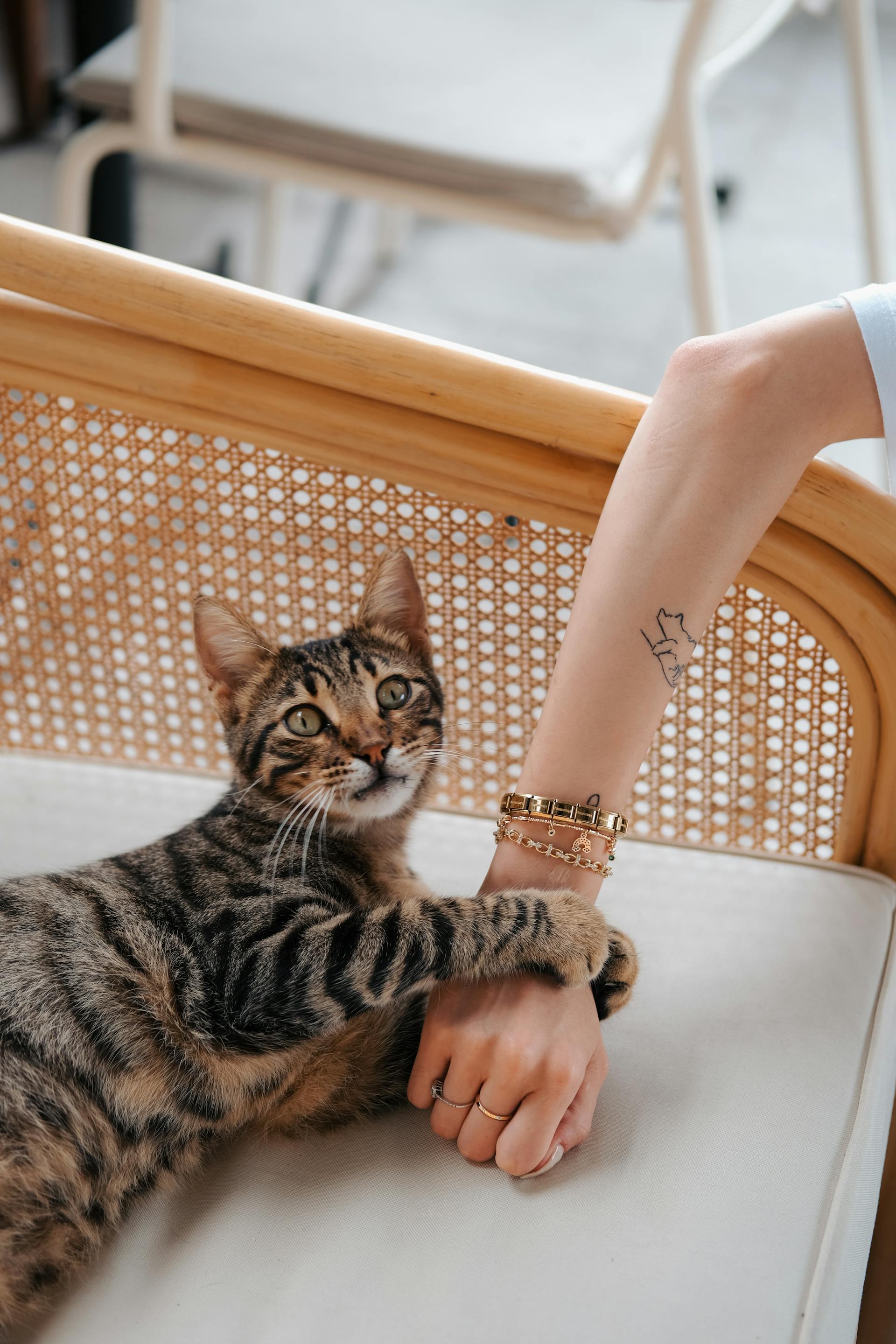 Gros plan sur un chat qui s'agrippe à la main de son maître | Source : Pexels