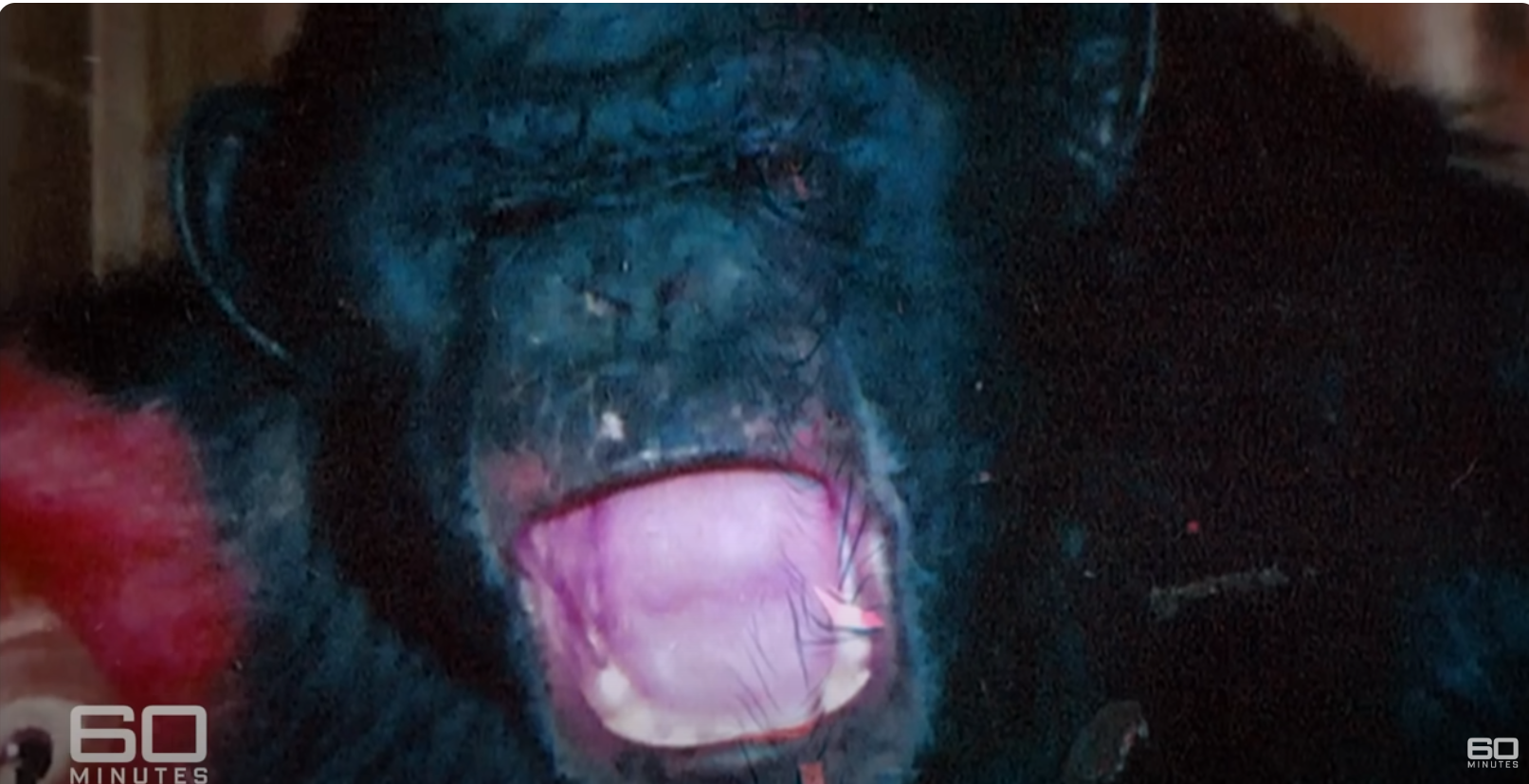 Une photo de Travis le chimpanzé pendant son attaque sur Charla Nash, telle qu'on la voit lors de l'interview de 60 Minutes Australia, datée du 11 juin 2025 | Source : YouTube/60MinutesAustralia