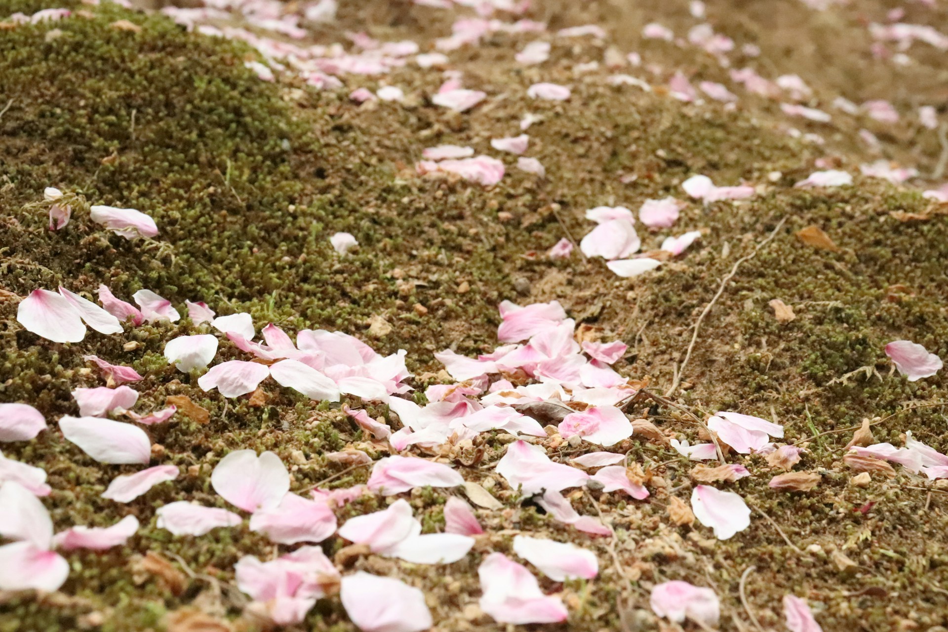 Pétales de fleurs éparpillés | Source : Unsplash