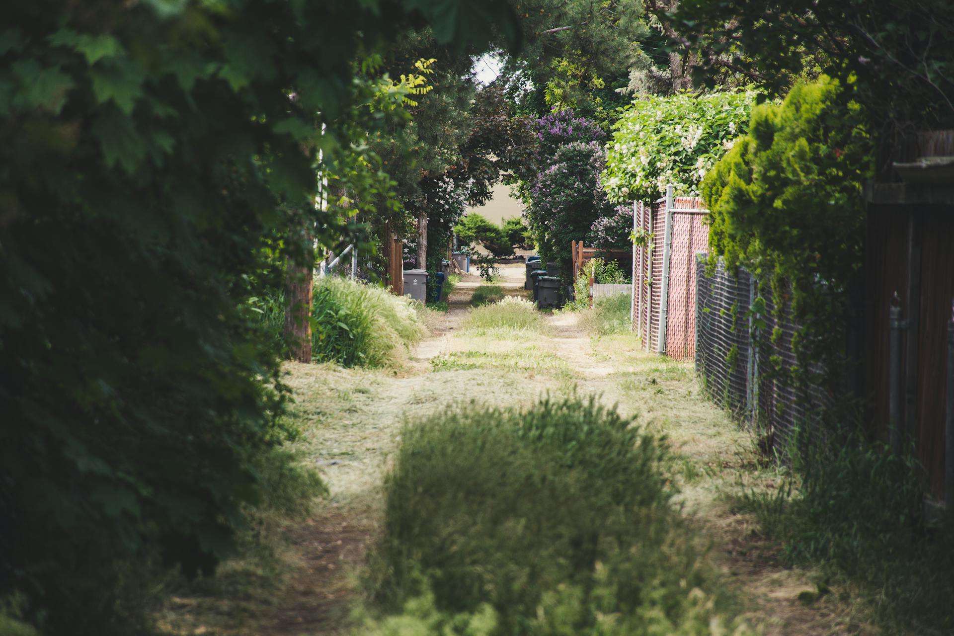 Un sentier non entretenu bordé par une clôture à mailles losangées | Source : Pexels