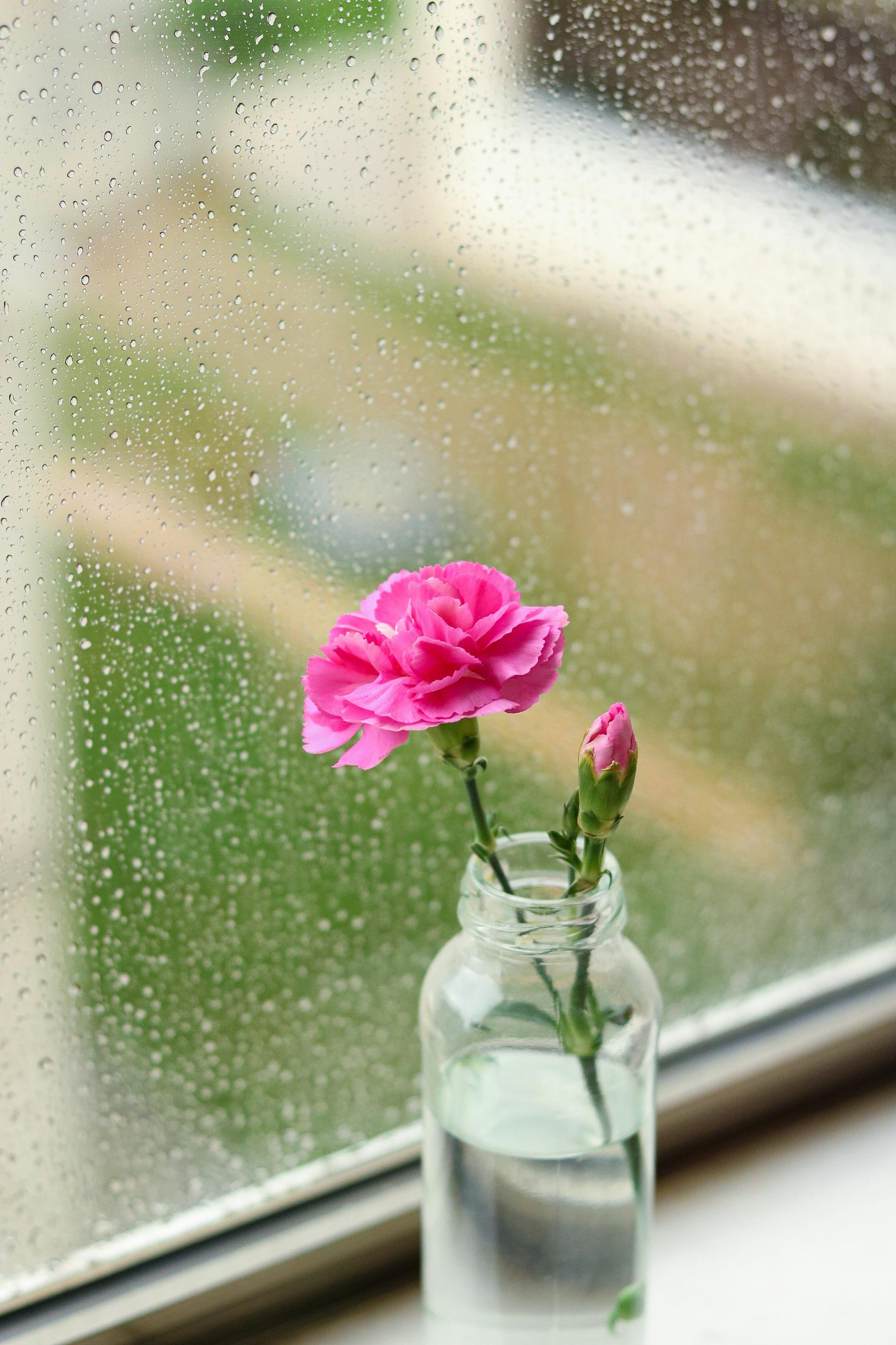 Une fleur rose dans un bocal en verre près d'une fenêtre humide | Source : Pexels