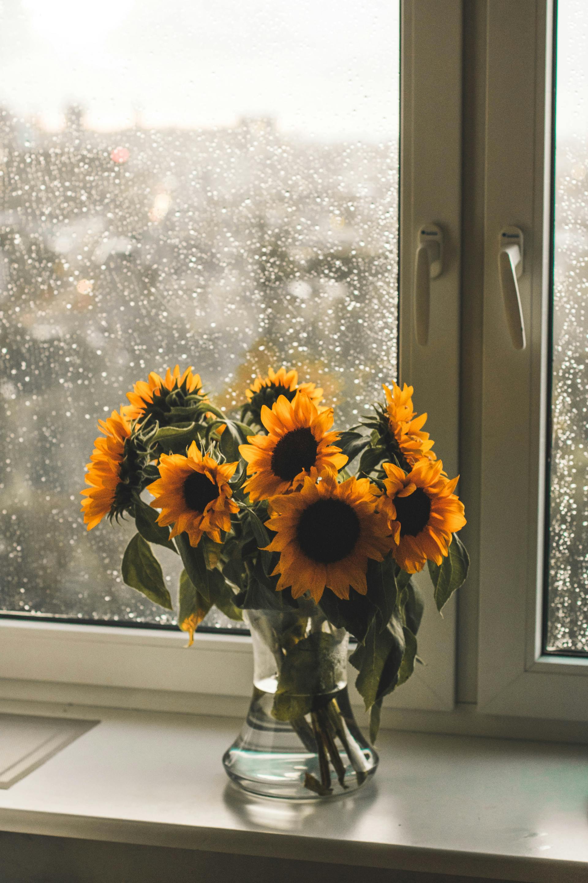 Un vase de tournesols placé à côté d'une vitre tachetée de pluie | Source : Pexels