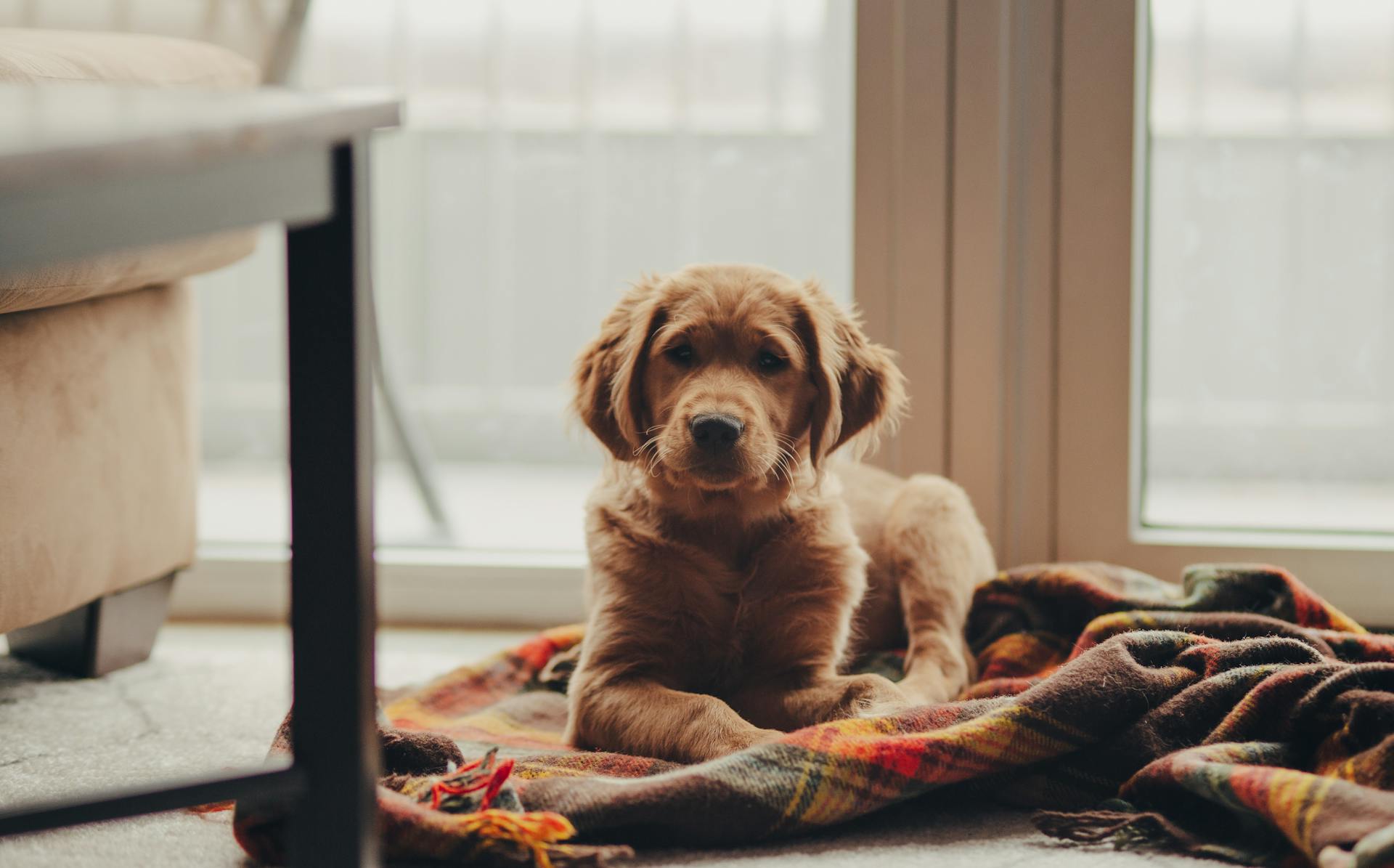 Un golden retriever assis sur une couverture | Source : Pexels