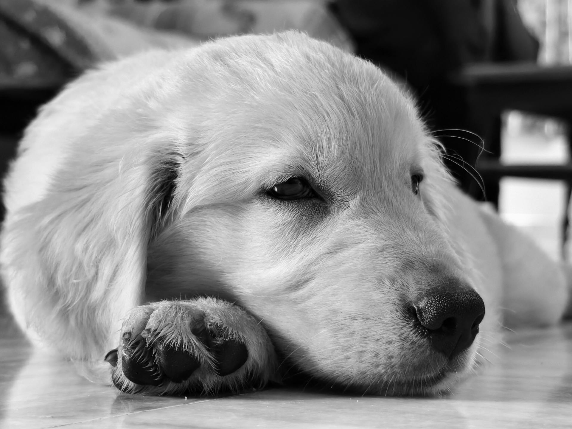 Un chien endormi | Source : Pexels