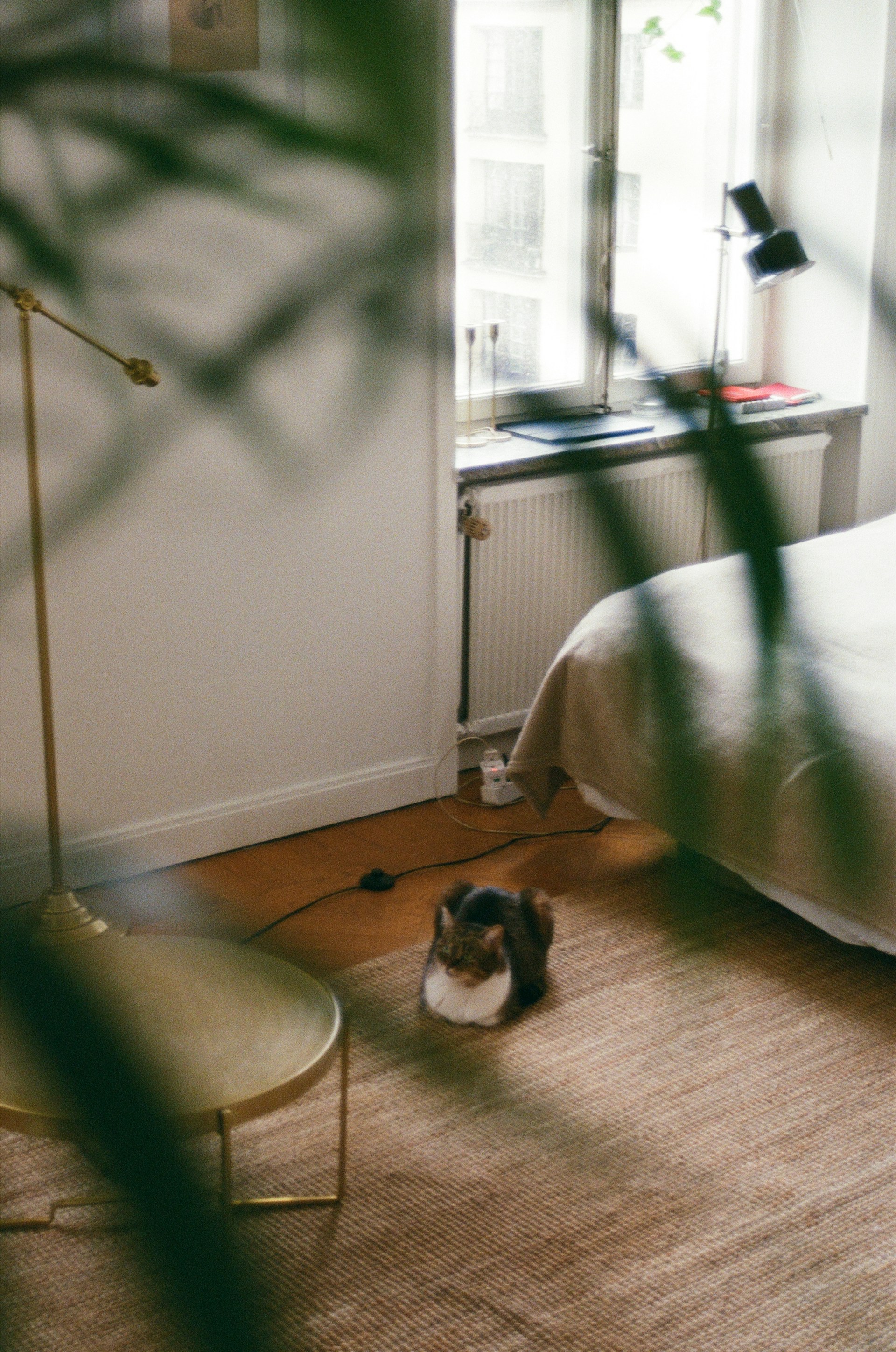 Un adorable chat dans une chambre | Source : Unsplash