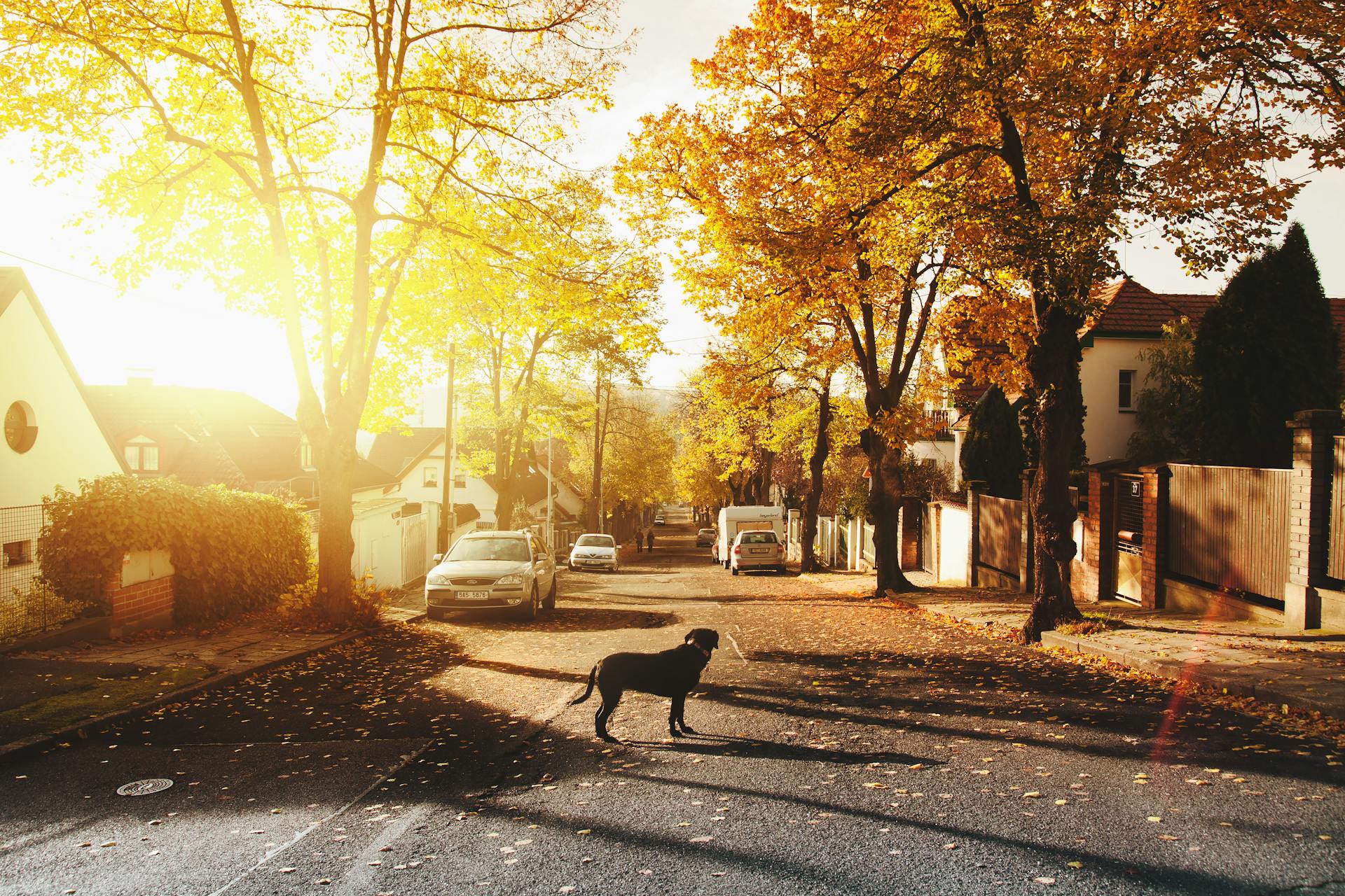 Une rue résidentielle | Source : Pexels