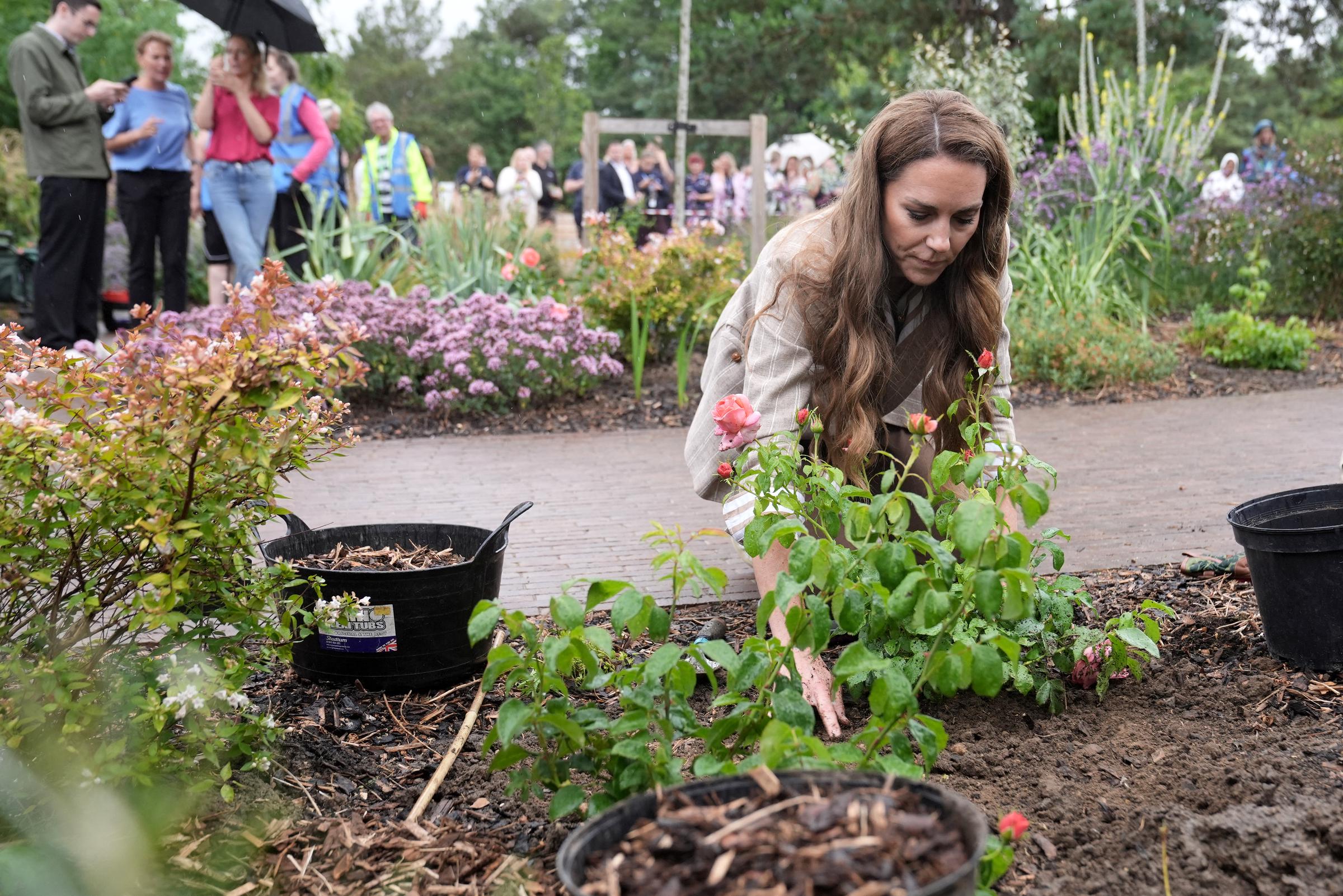 Catherine, princesse de Galles, se penche plus près d'un rosier nouvellement planté, son expression est concentrée alors qu'elle ajuste le sol pendant un moment pratique de connexion avec la nature.