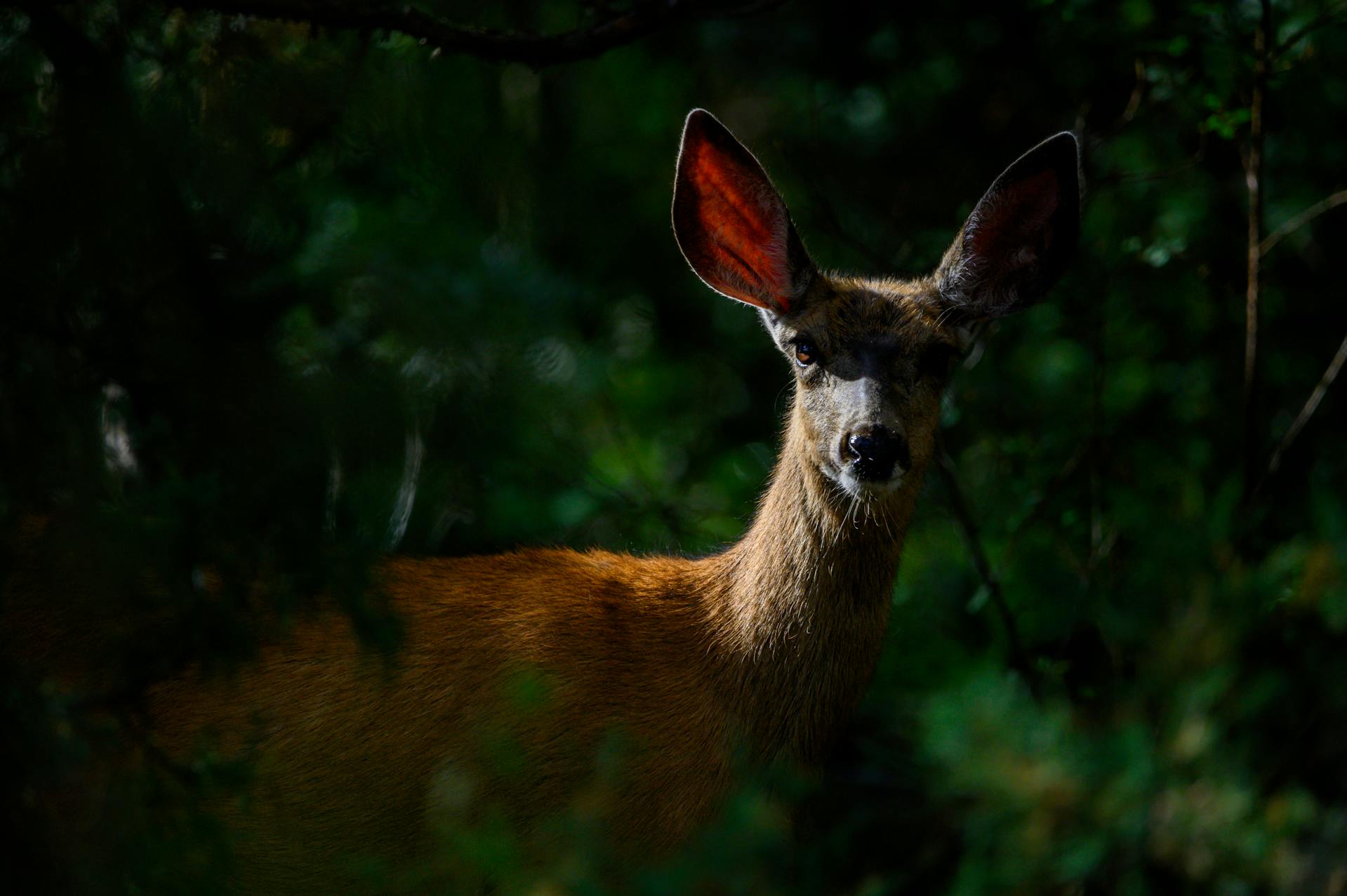 Un cerf | Source : Pexels