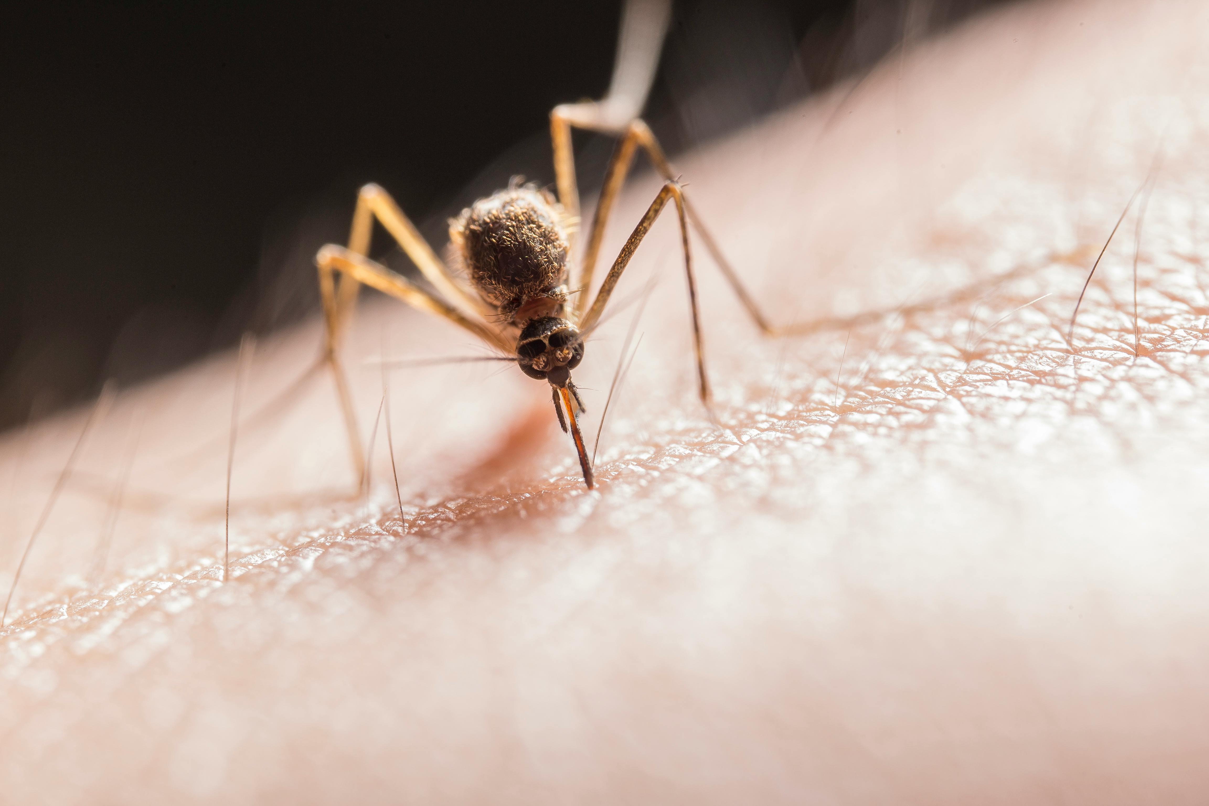Moustique piquant la peau humaine. | Source : Pexels