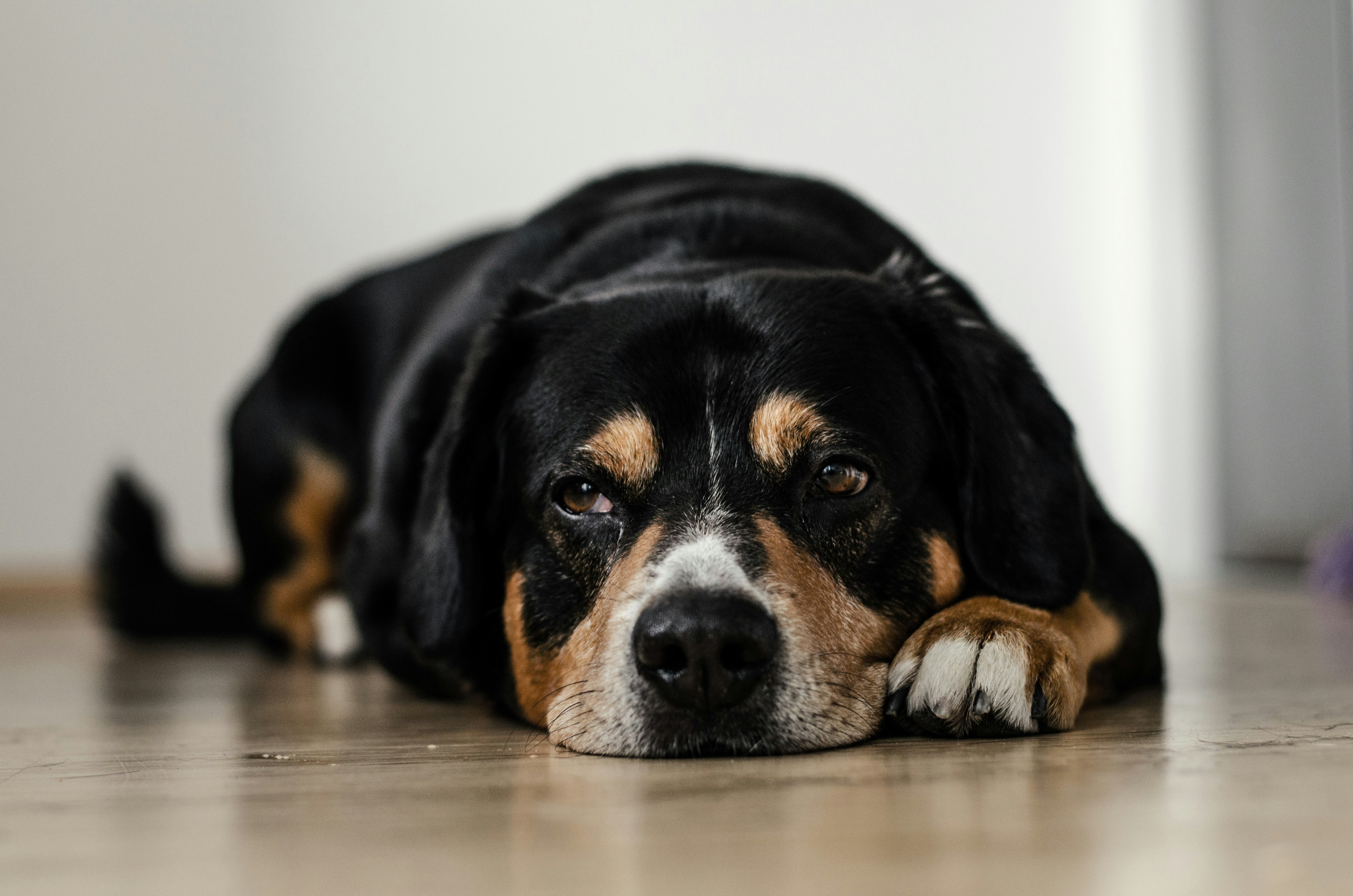 Un chien couché sur le sol | Source : Unsplash