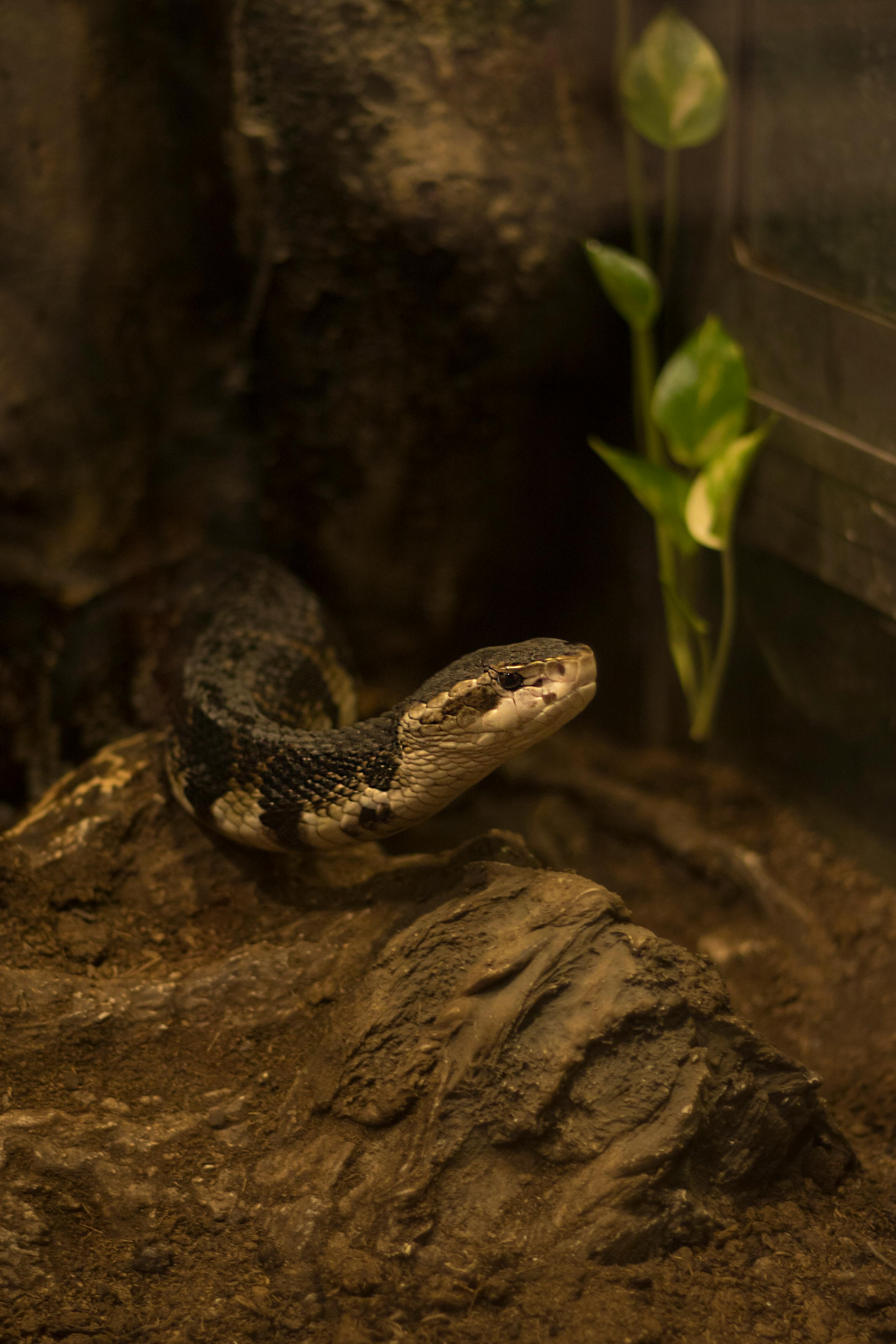 Un serpent dans un enclos | Source : Pexels