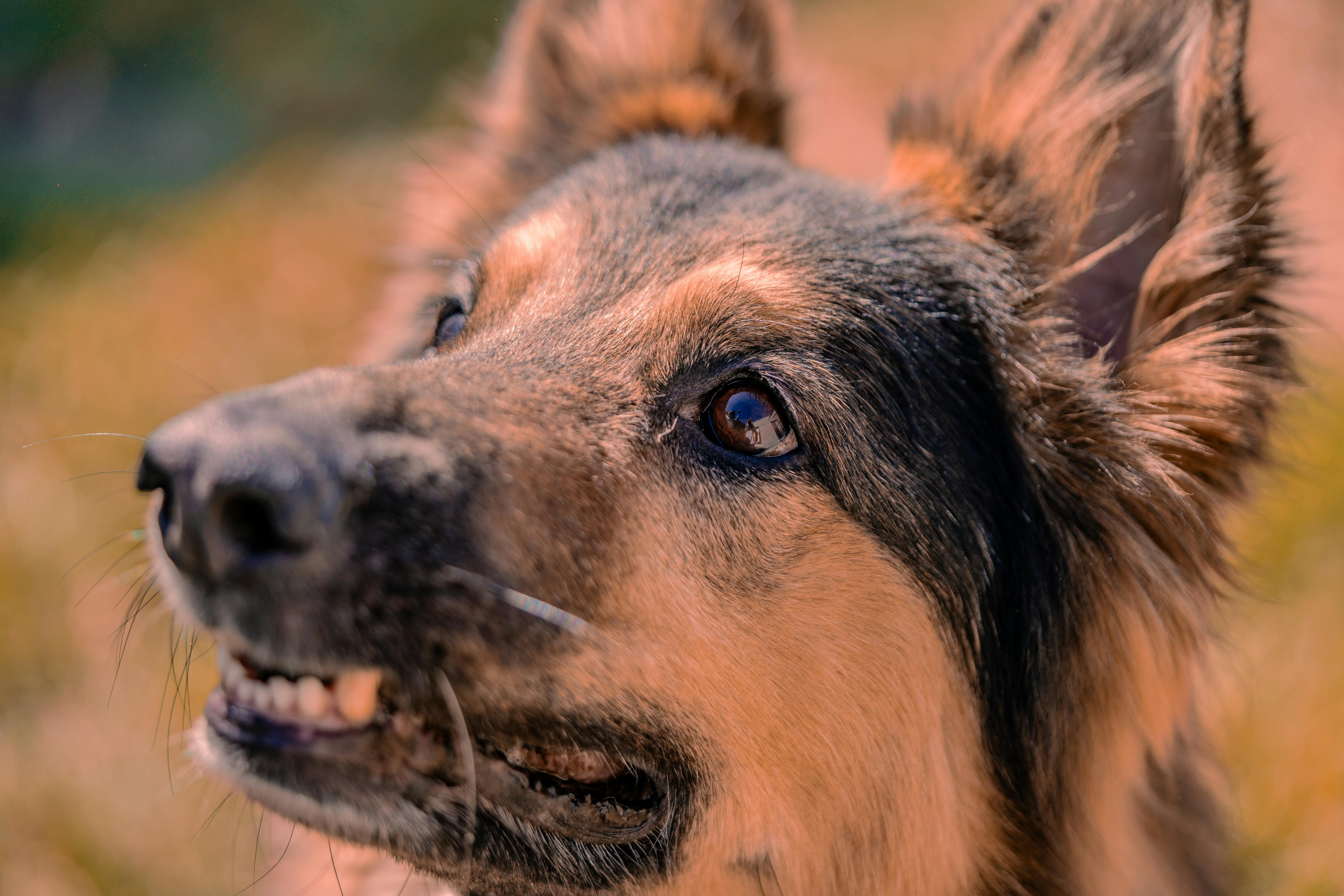 Un chien qui grogne | Source : Pexels