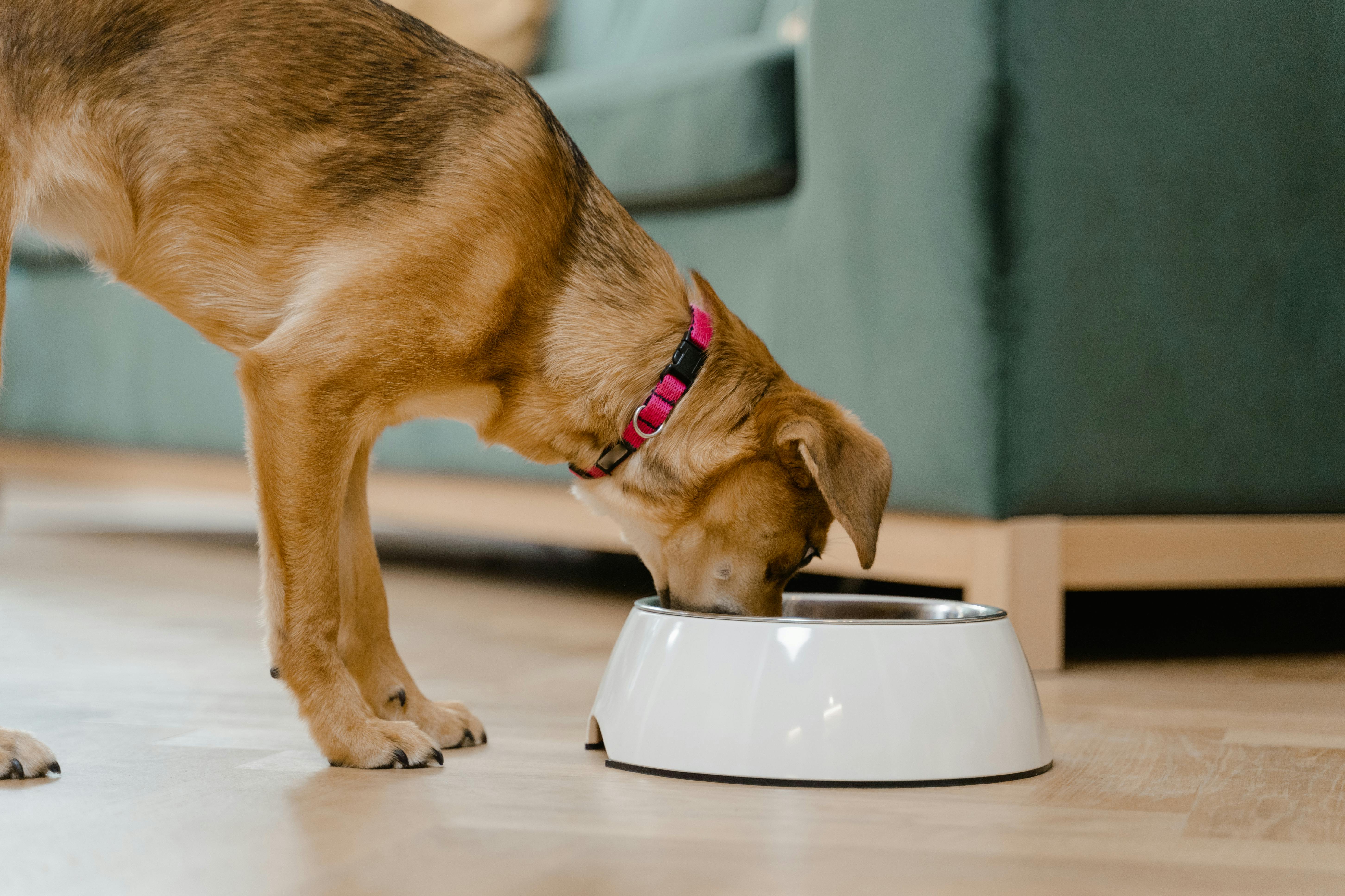 Un chien mangeant dans une gamelle | Source : Pexels