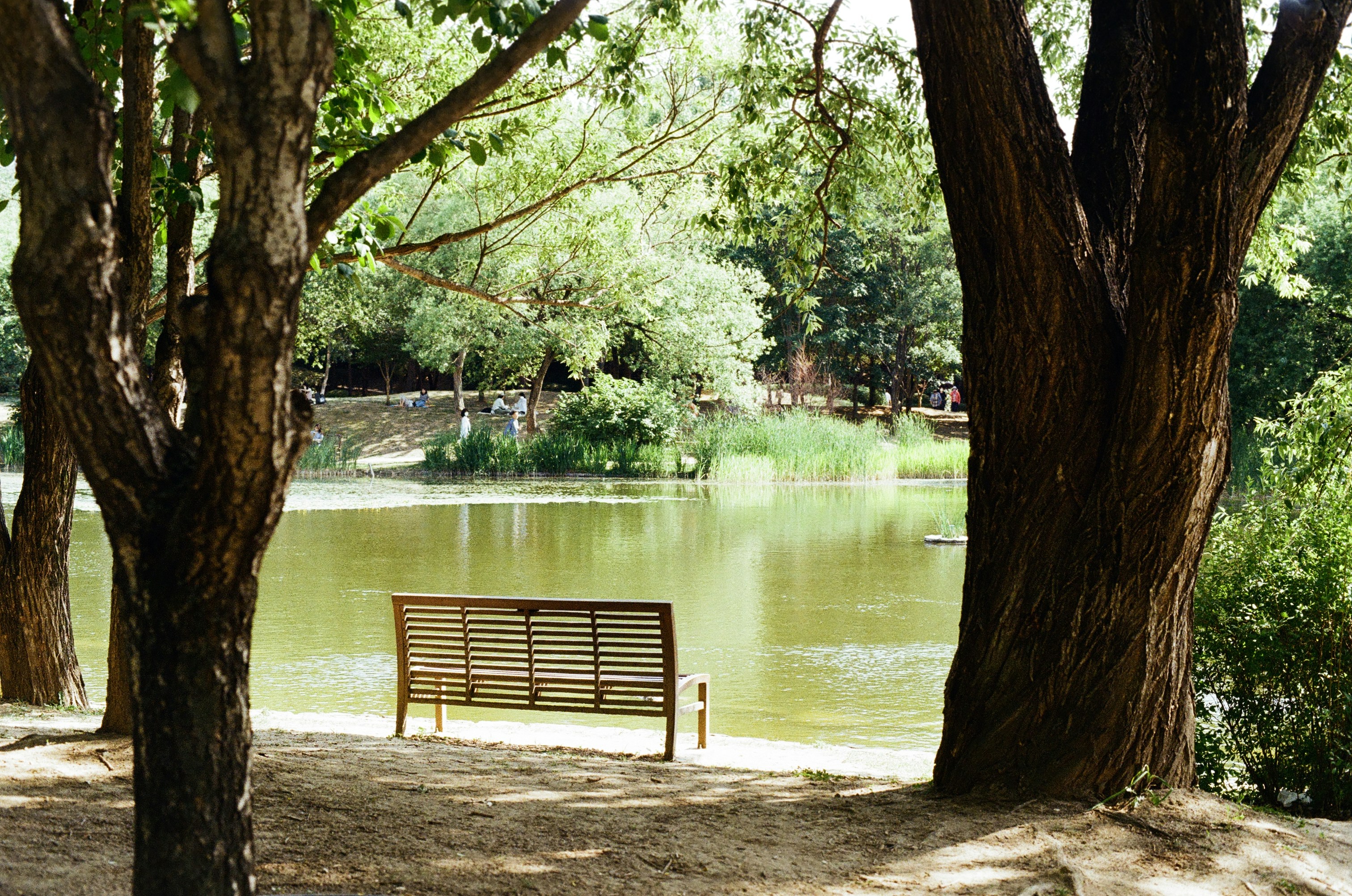 Un banc dans un parc | Source : Unsplash