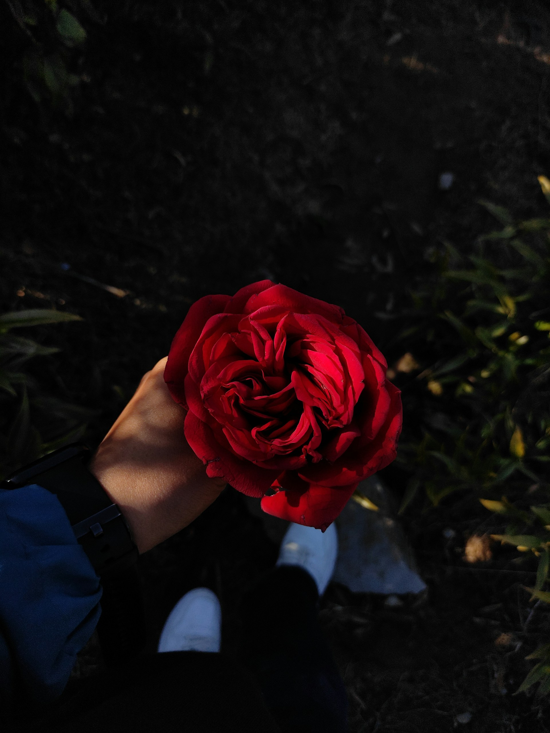 Une personne tenant une rose rouge | Source : Unsplash
