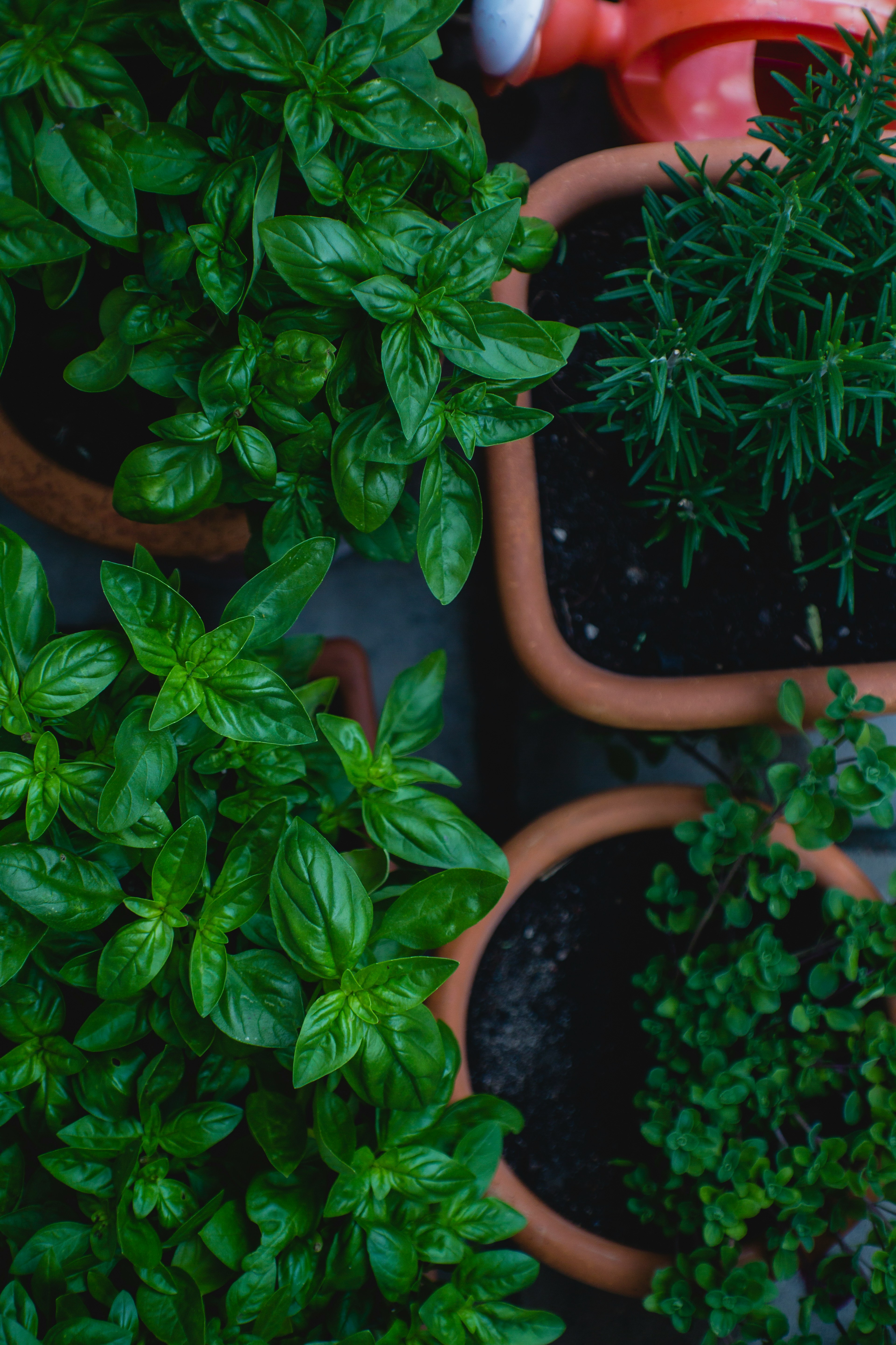 Gros plan sur des herbes fraîches | Source : Unsplash