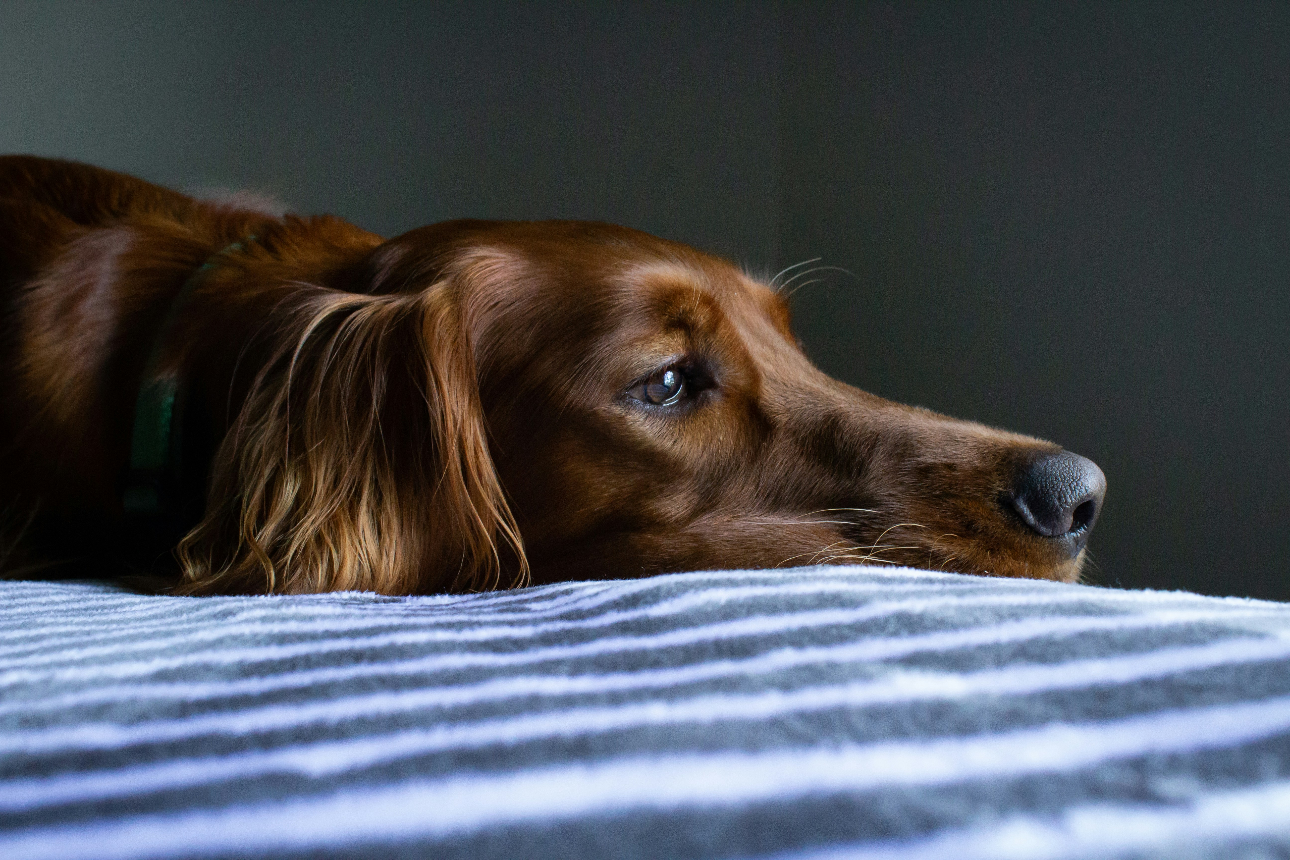 Un chien couché sur un lit | Source : Unsplash