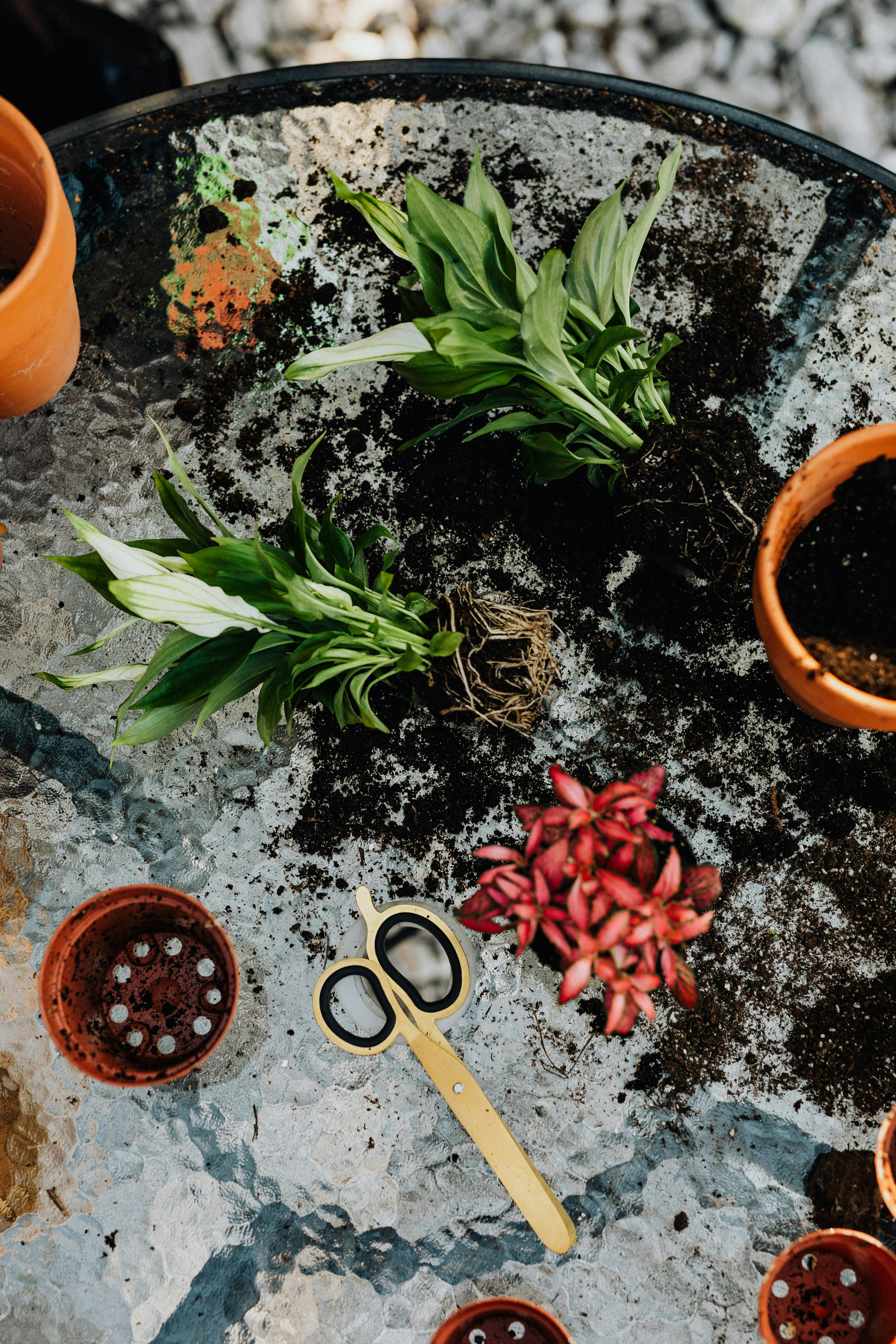 Plantes déracinées de pots avec de la terre qui traîne autour d'elles | Source : Pexels
