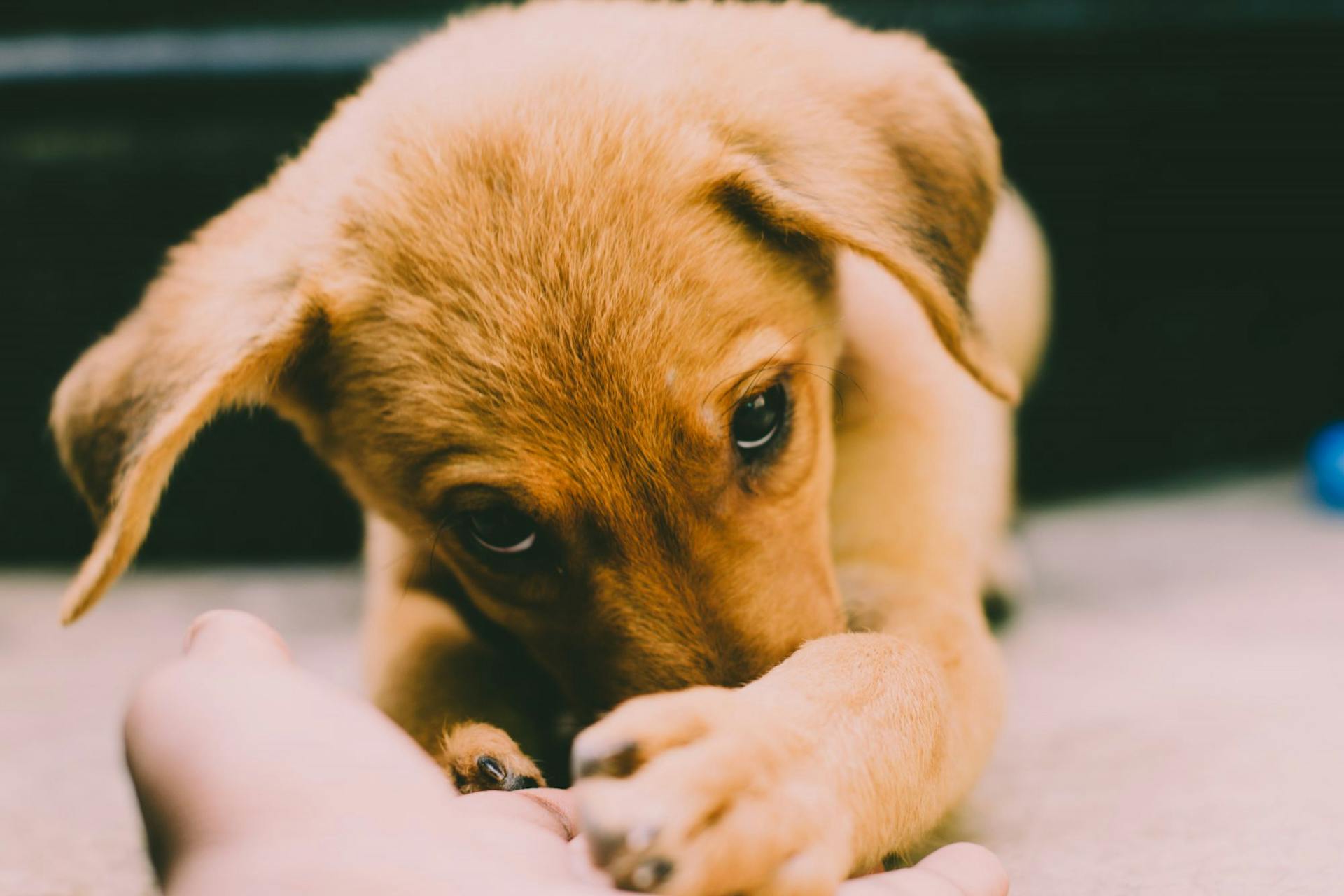 Un chiot | Source : Pexels