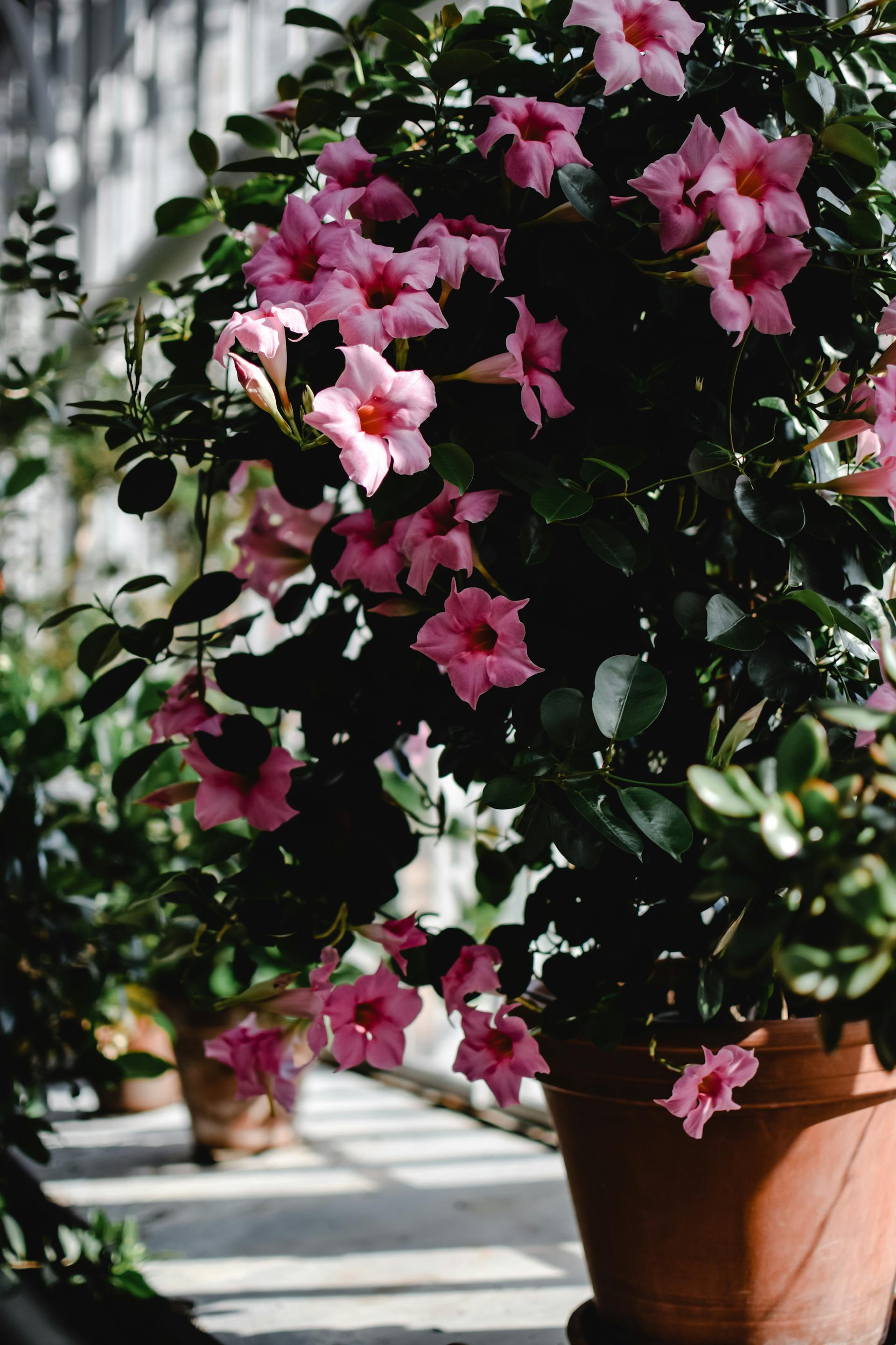Fleurs dans un pot | Source : Pexels