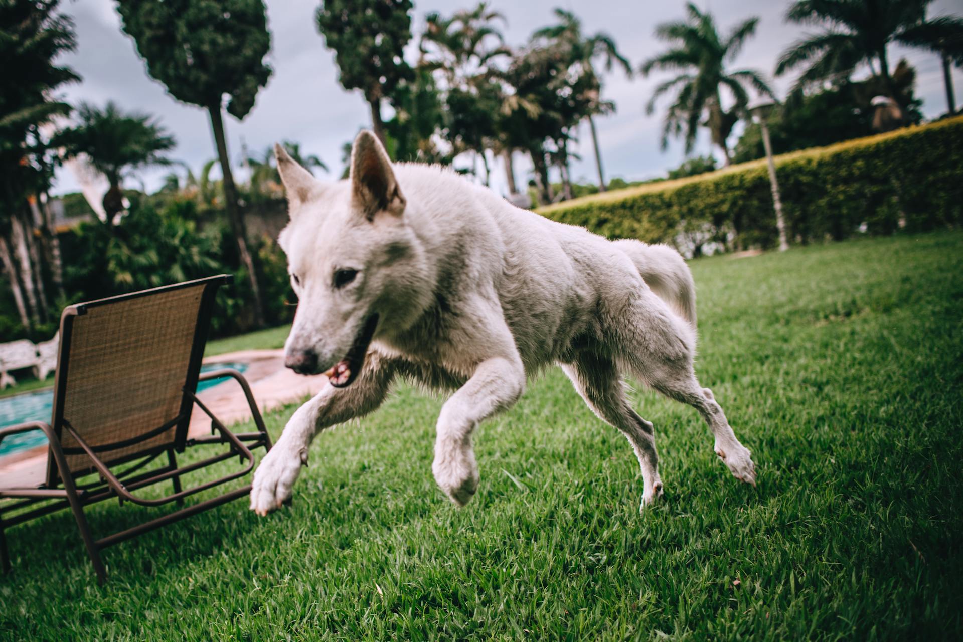 Un chien dans un jardin | Source : Pexels