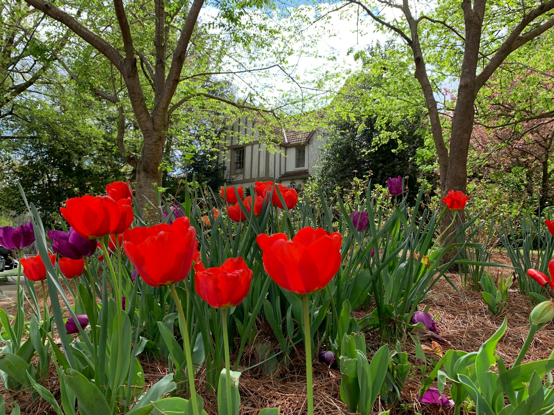 Un beau jardin à l'extérieur d'une maison | Source : Unsplash