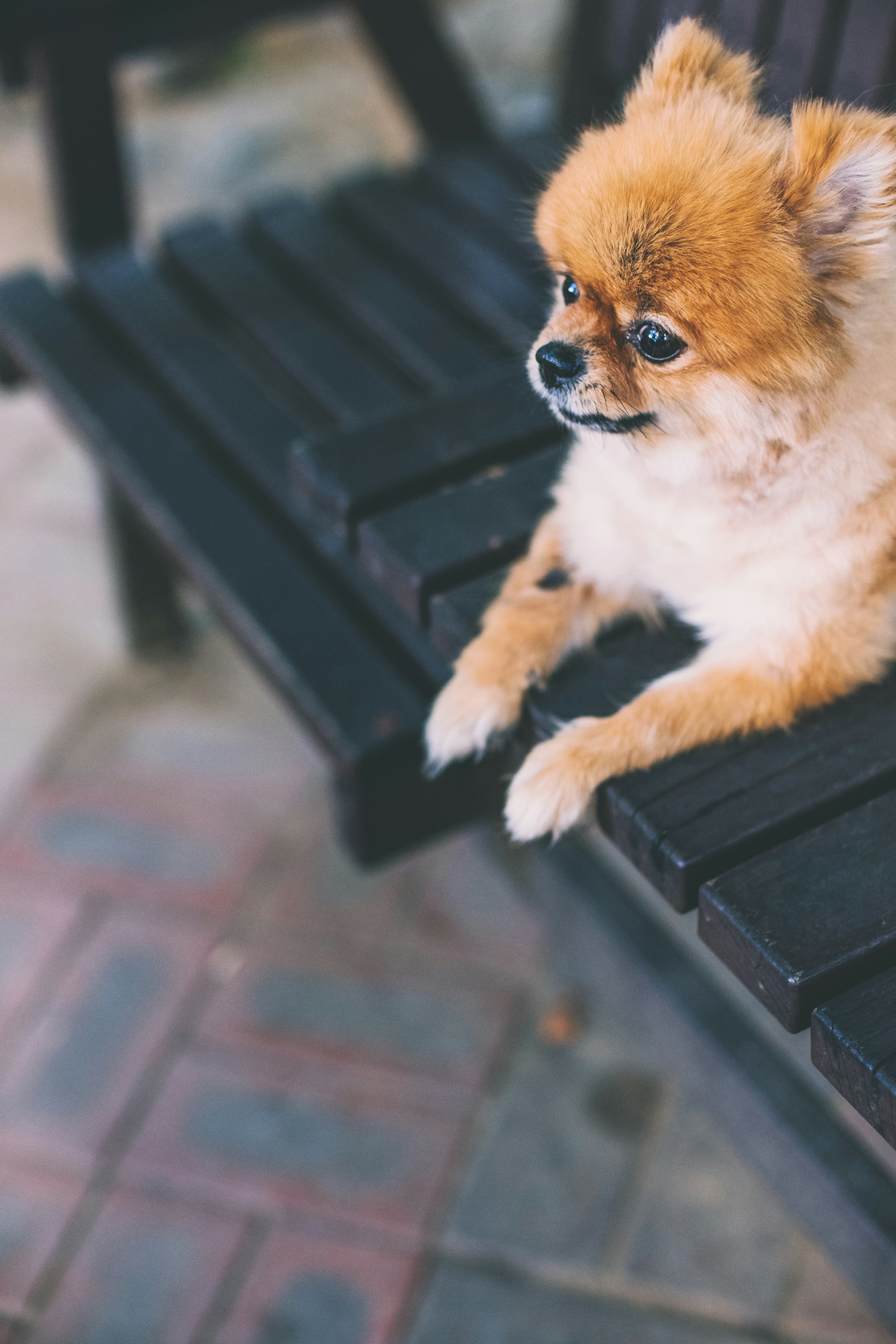 Un adorable chien assis sur le banc | Source : Unsplash
